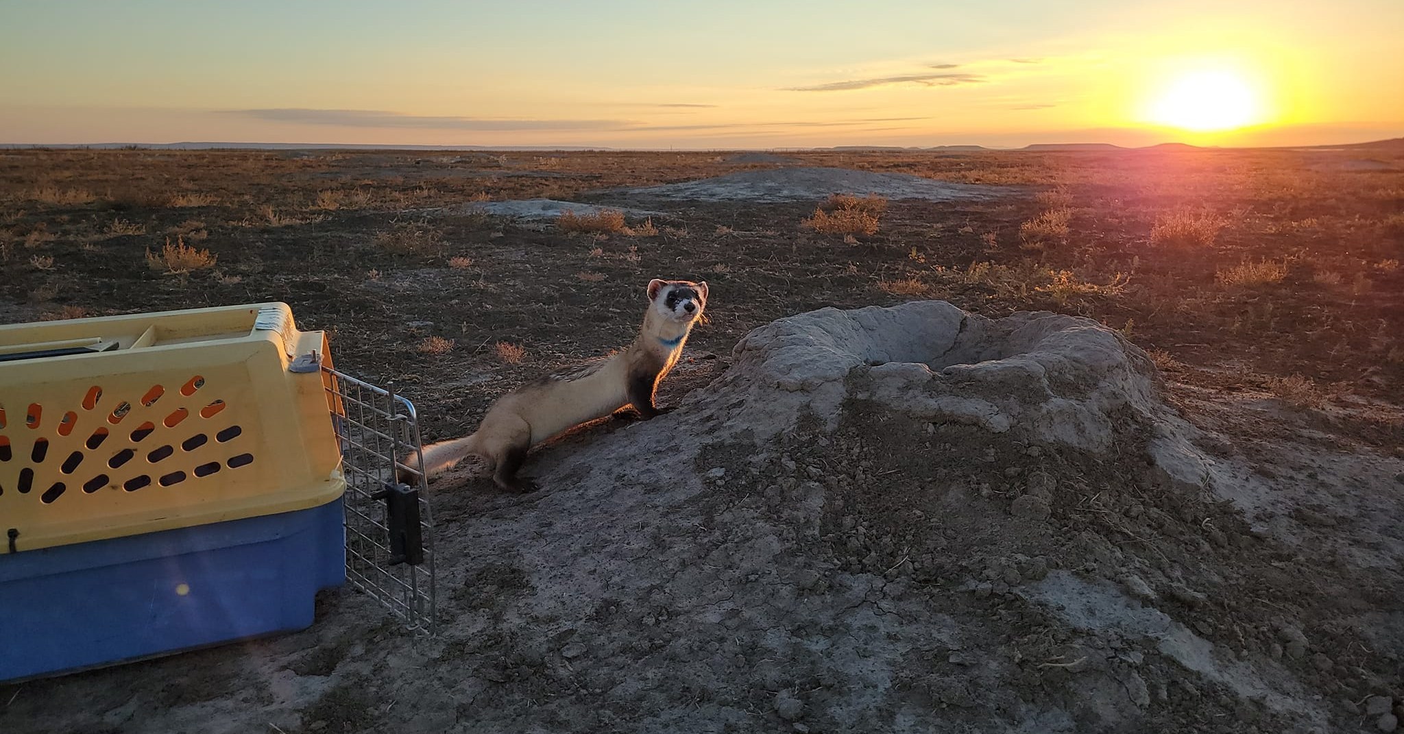 A black-footed ferret out of its cage on land during sunset.