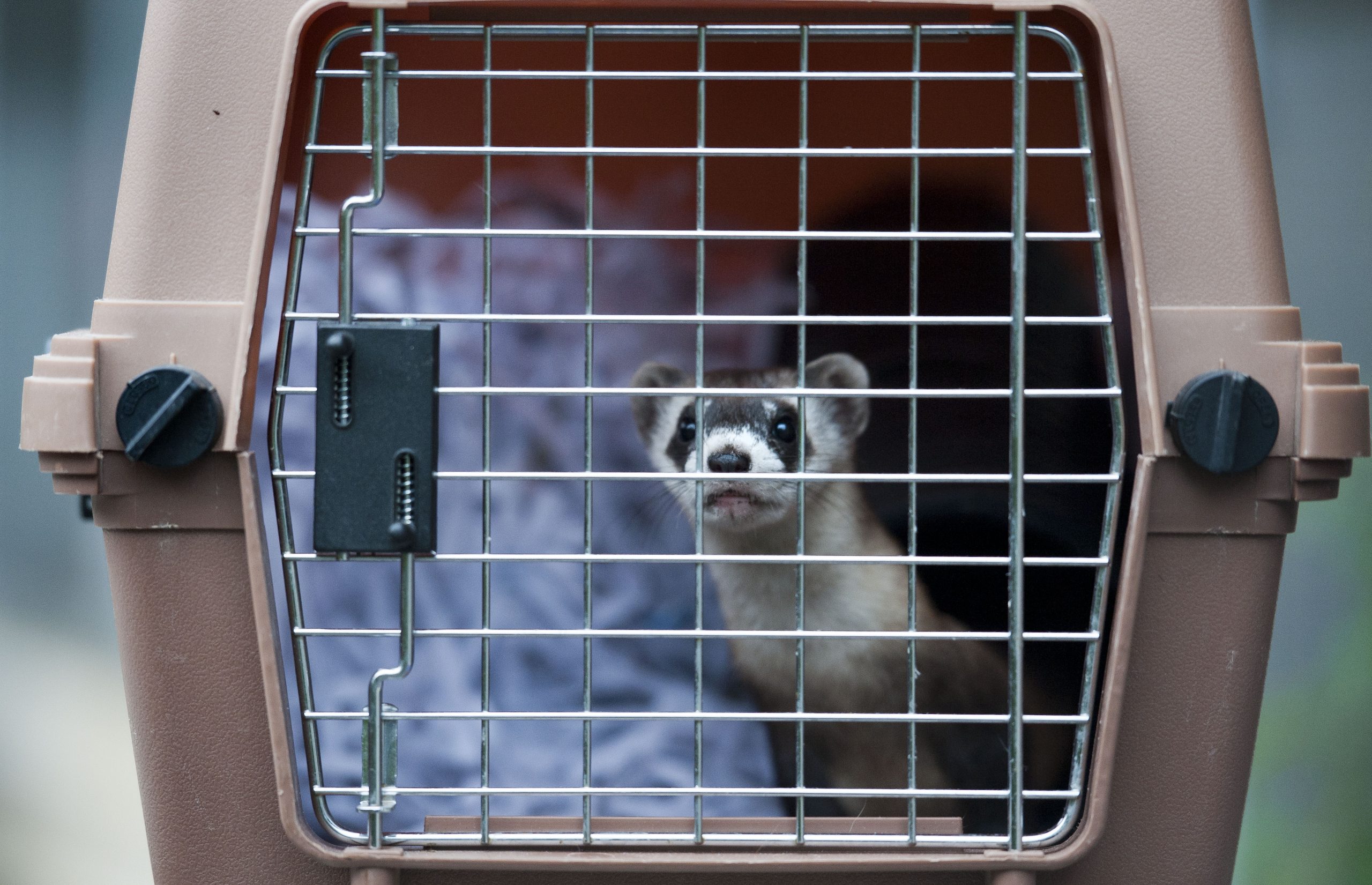 A black-footed ferret in a wildlife carrier.