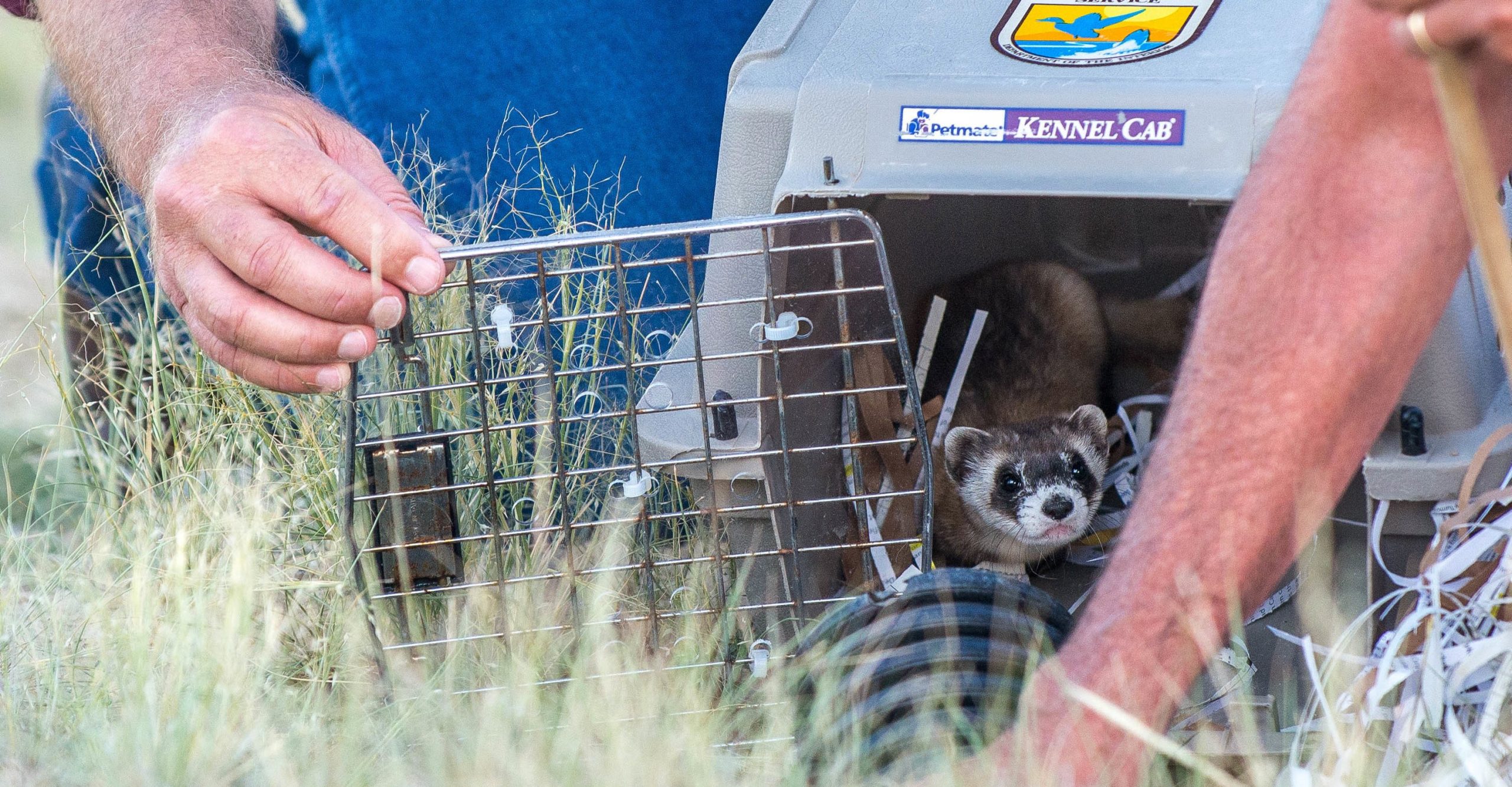 A ferret being released from a gray cage