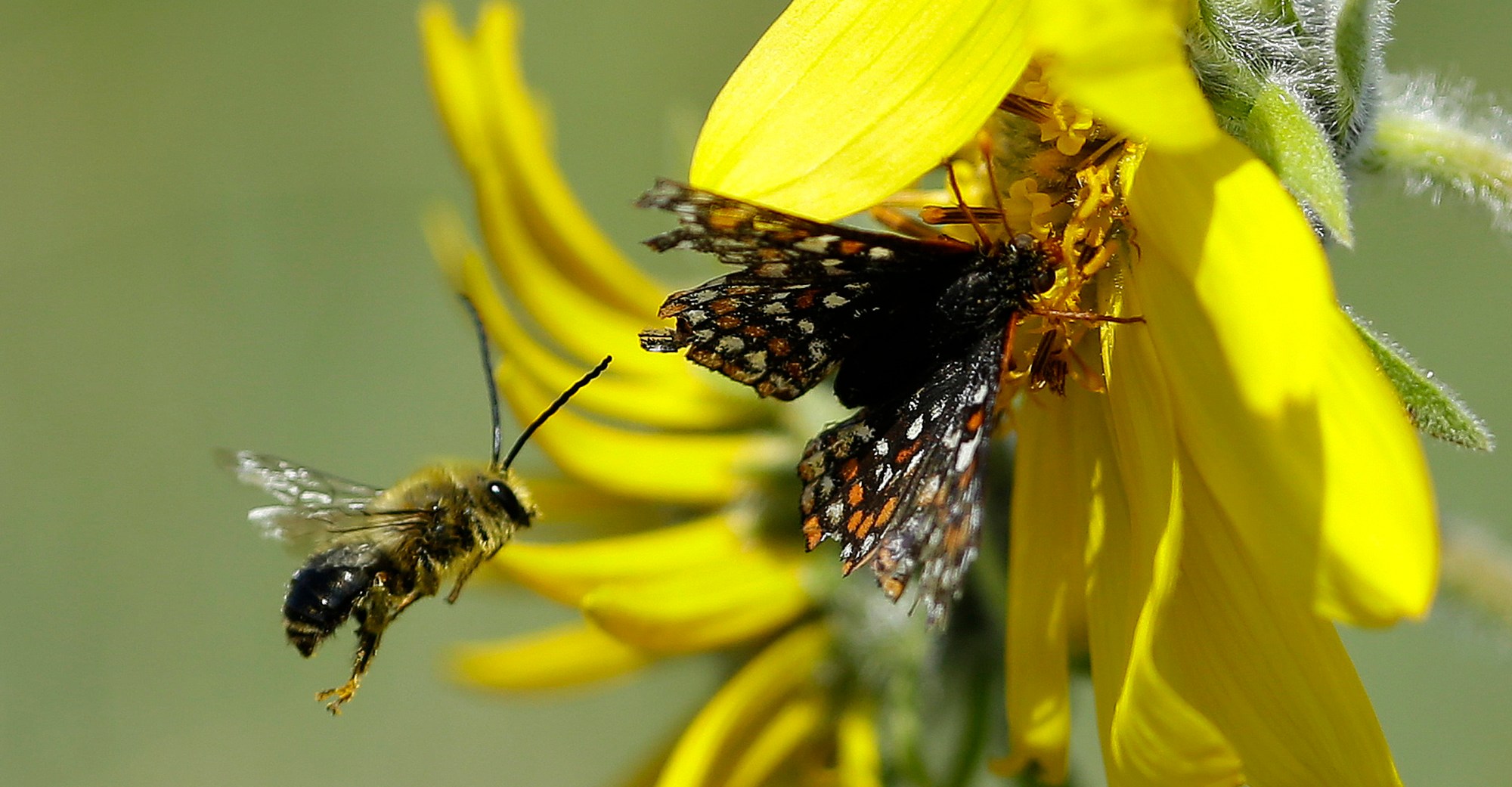 A bee flying near a flower already occupied by an endangered butterfly. A bee flying near a flower already occupied by an endangered butterfly.