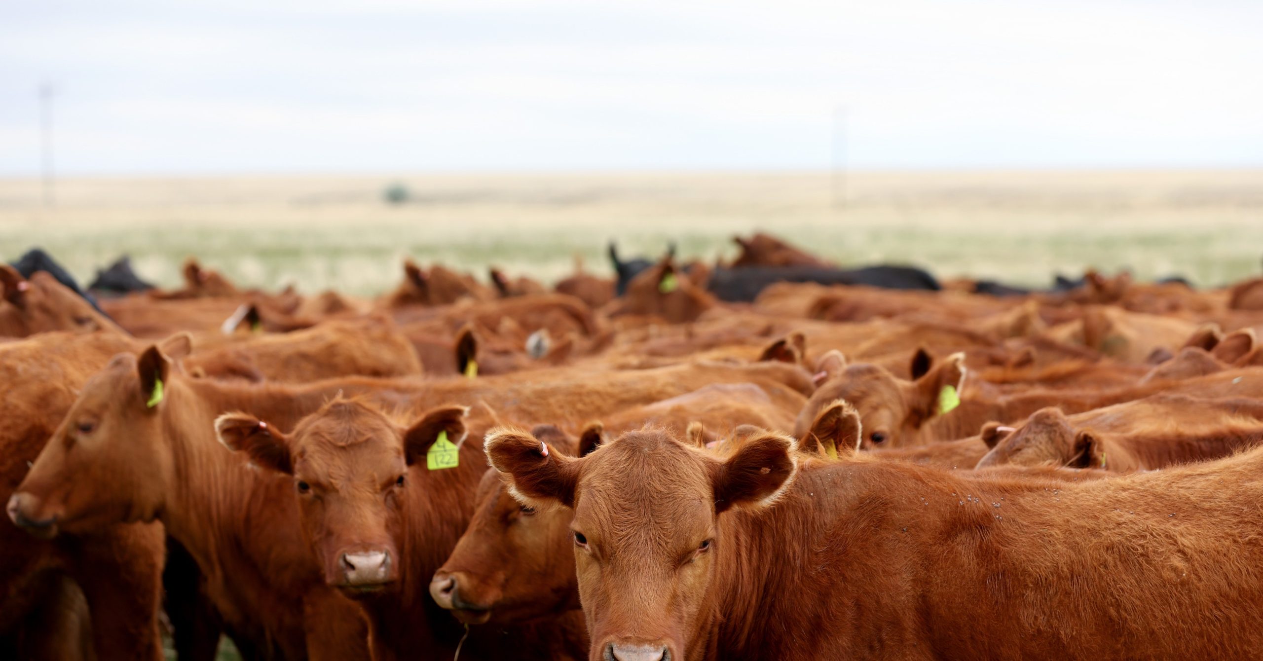 Bunch of cattle on a ranch Bunch of cattle on a ranch