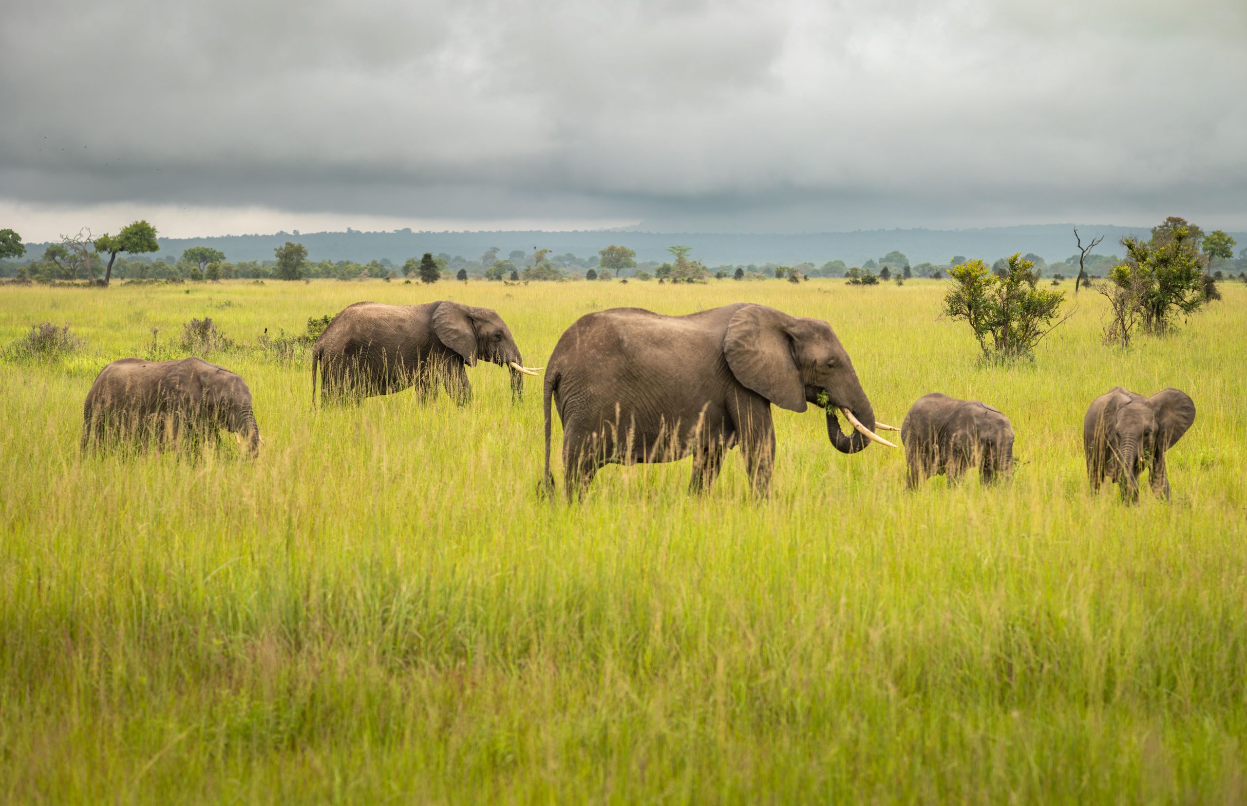 A family of elephants in a national park in Tanzania