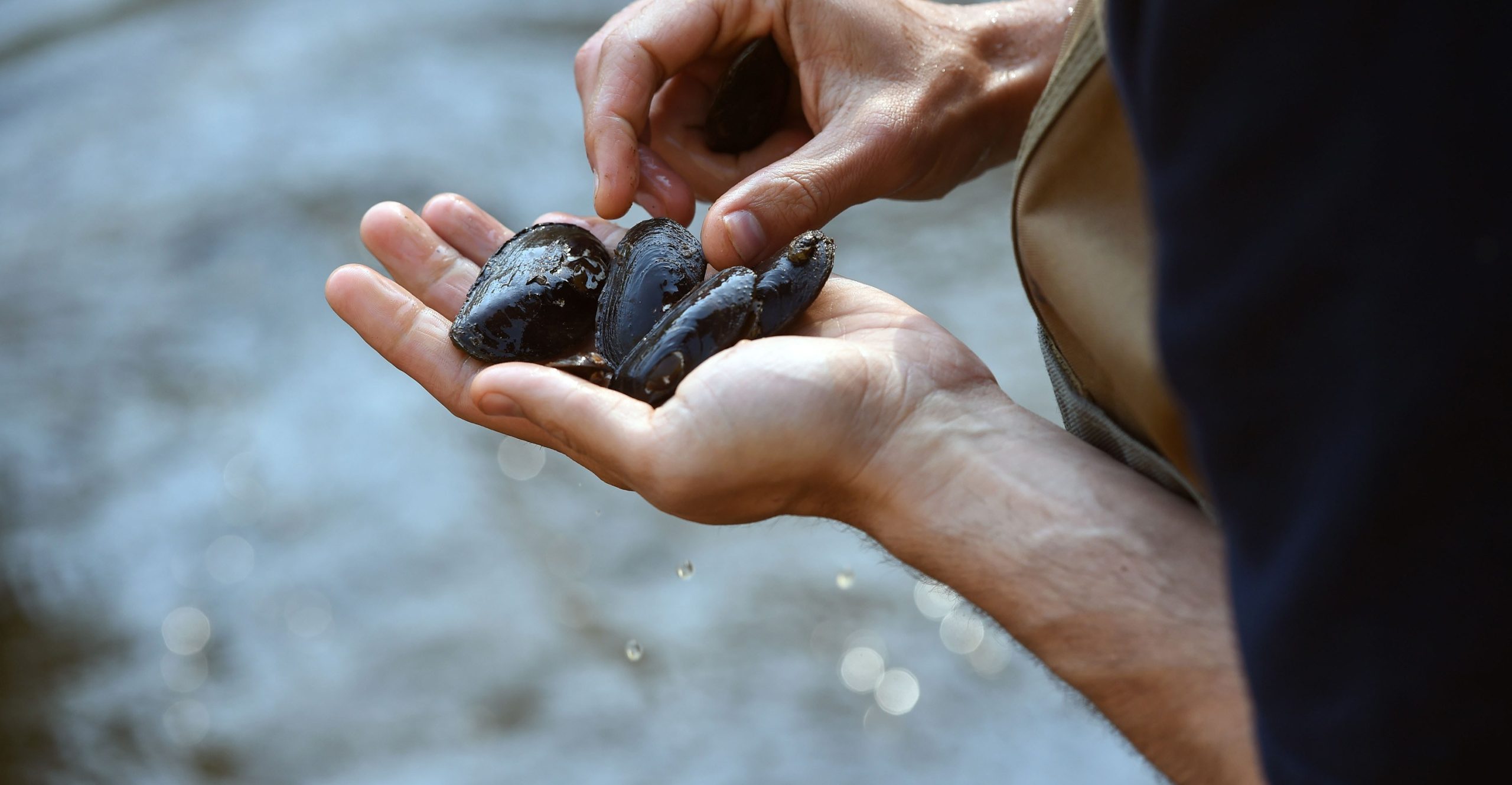 A woman’s hands are holding several eastern elliptio, a species of freshwater mussels A woman’s hands are holding several eastern elliptio, a species of freshwater mussels
