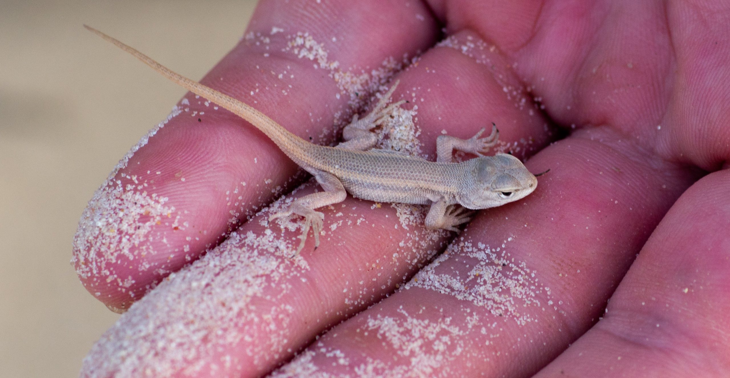 Sagebrush lizard set on a person’s hand covered with some sand