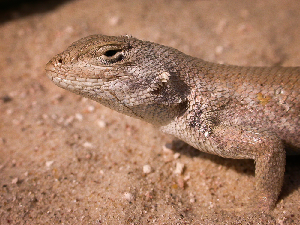 A tan, scaly reptile