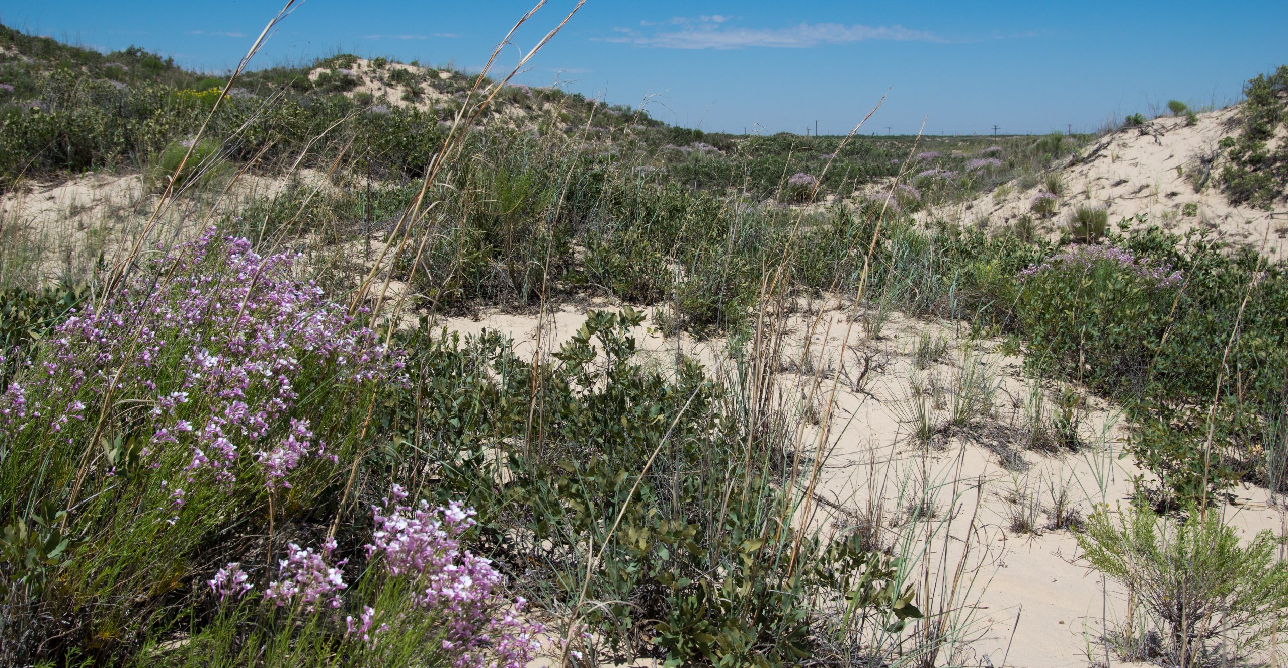 Landscape of sand, tall grass, and purple flowers