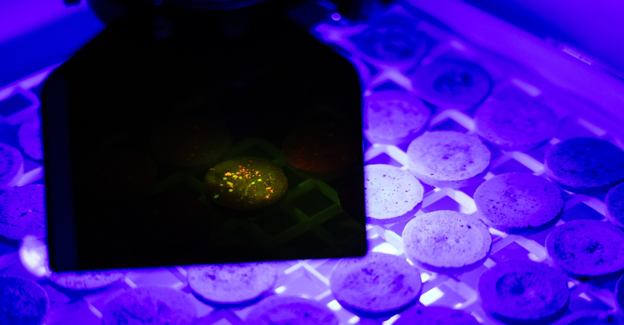 Baby Acropora corals under UV light Baby Acropora corals under UV light