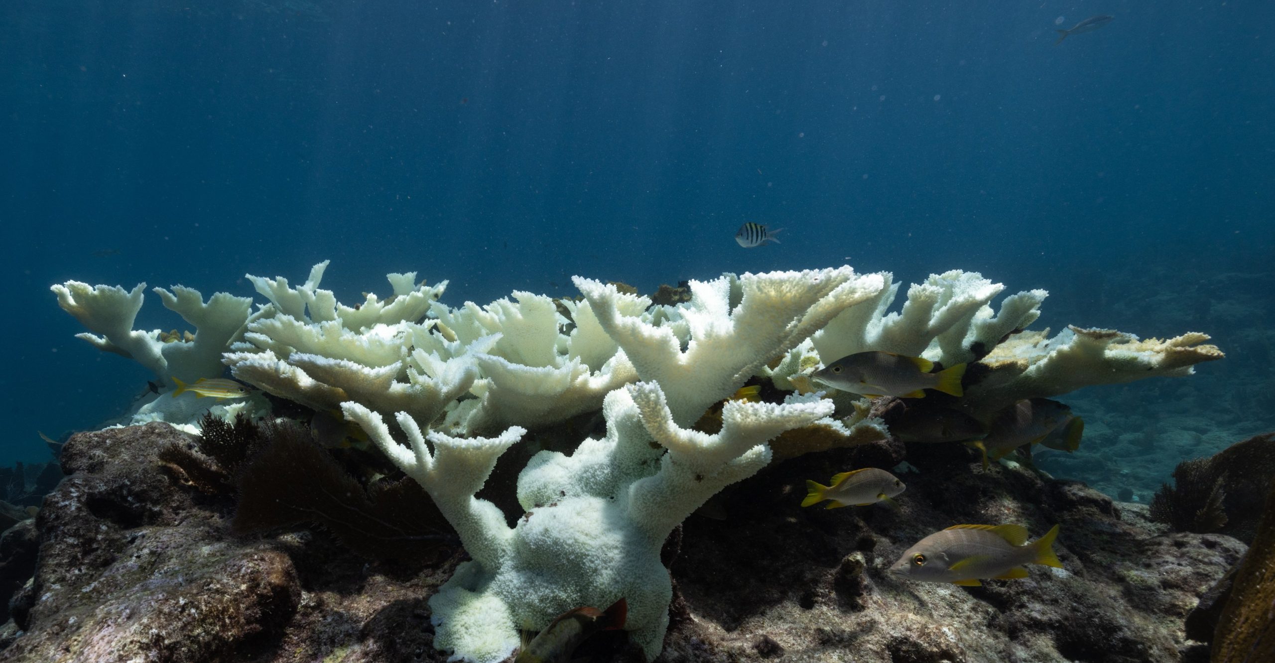 Elkhorn coral that bleached during a marine heat wave Elkhorn coral that bleached during a marine heat wave