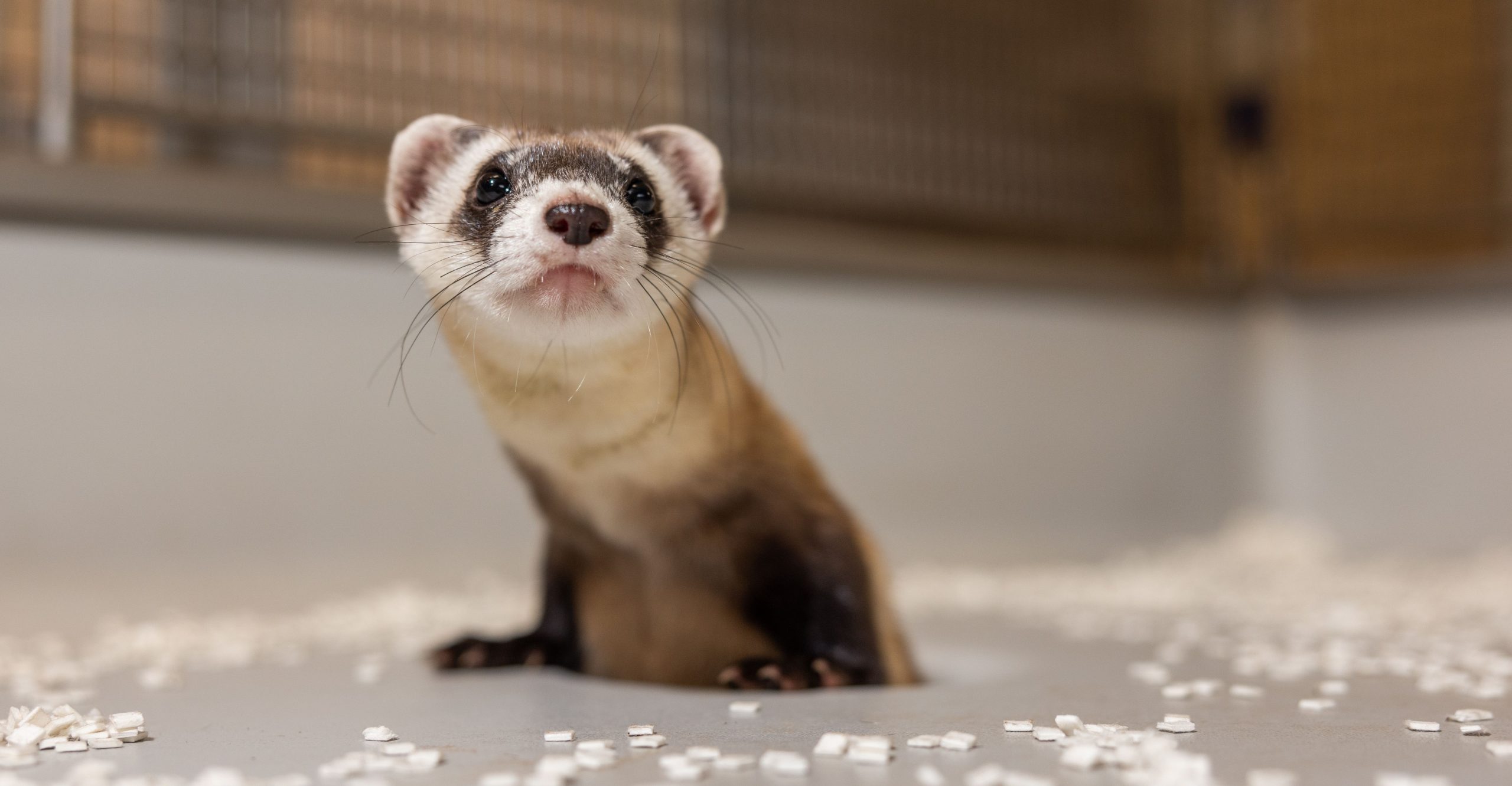 A black-footed ferret clone