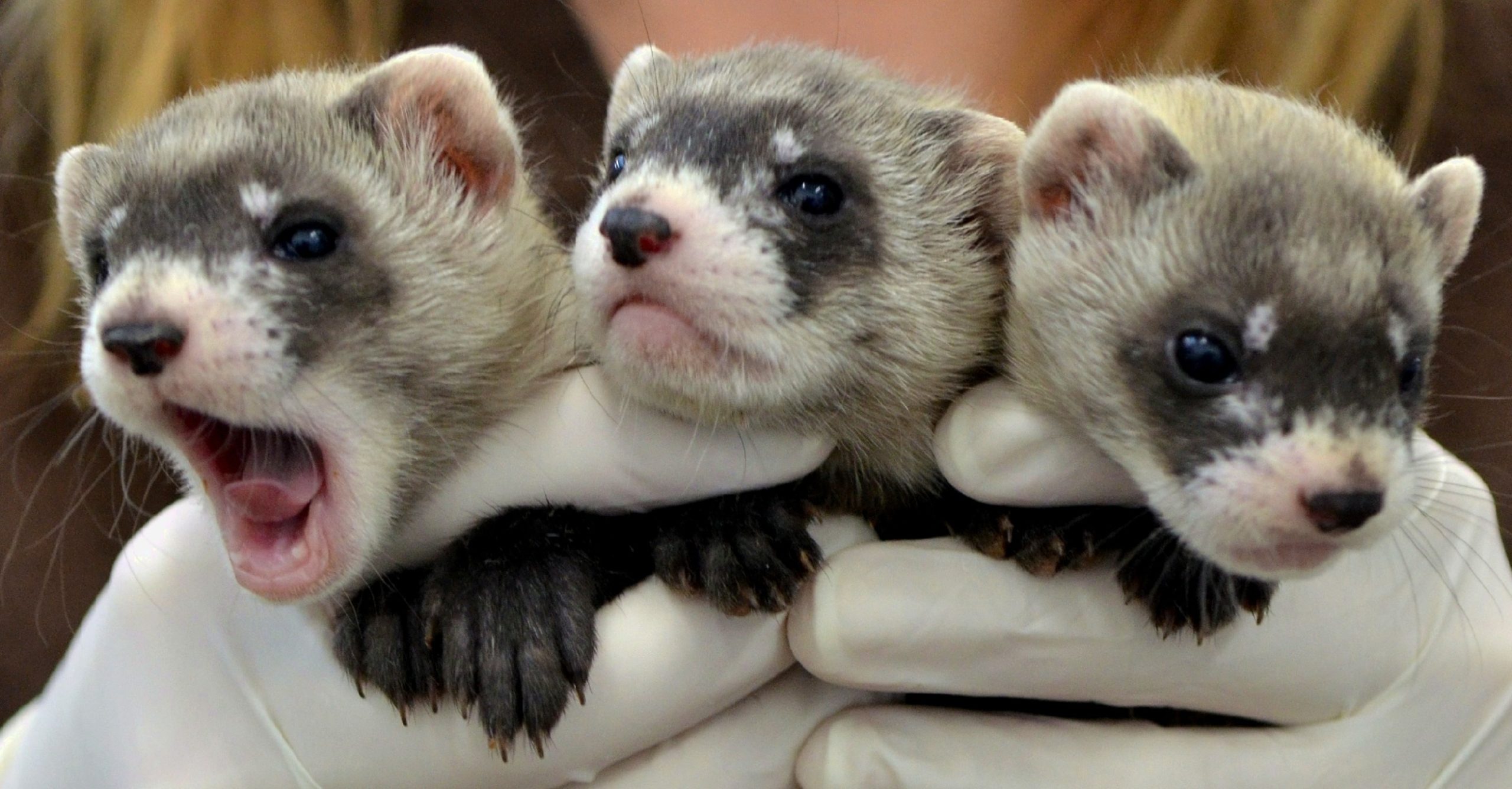 three baby ferrets