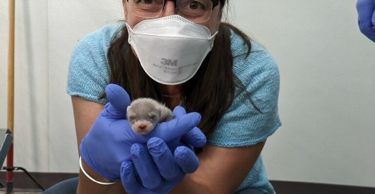 Woman wearing a mask and gloves holds a baby black-footed ferret