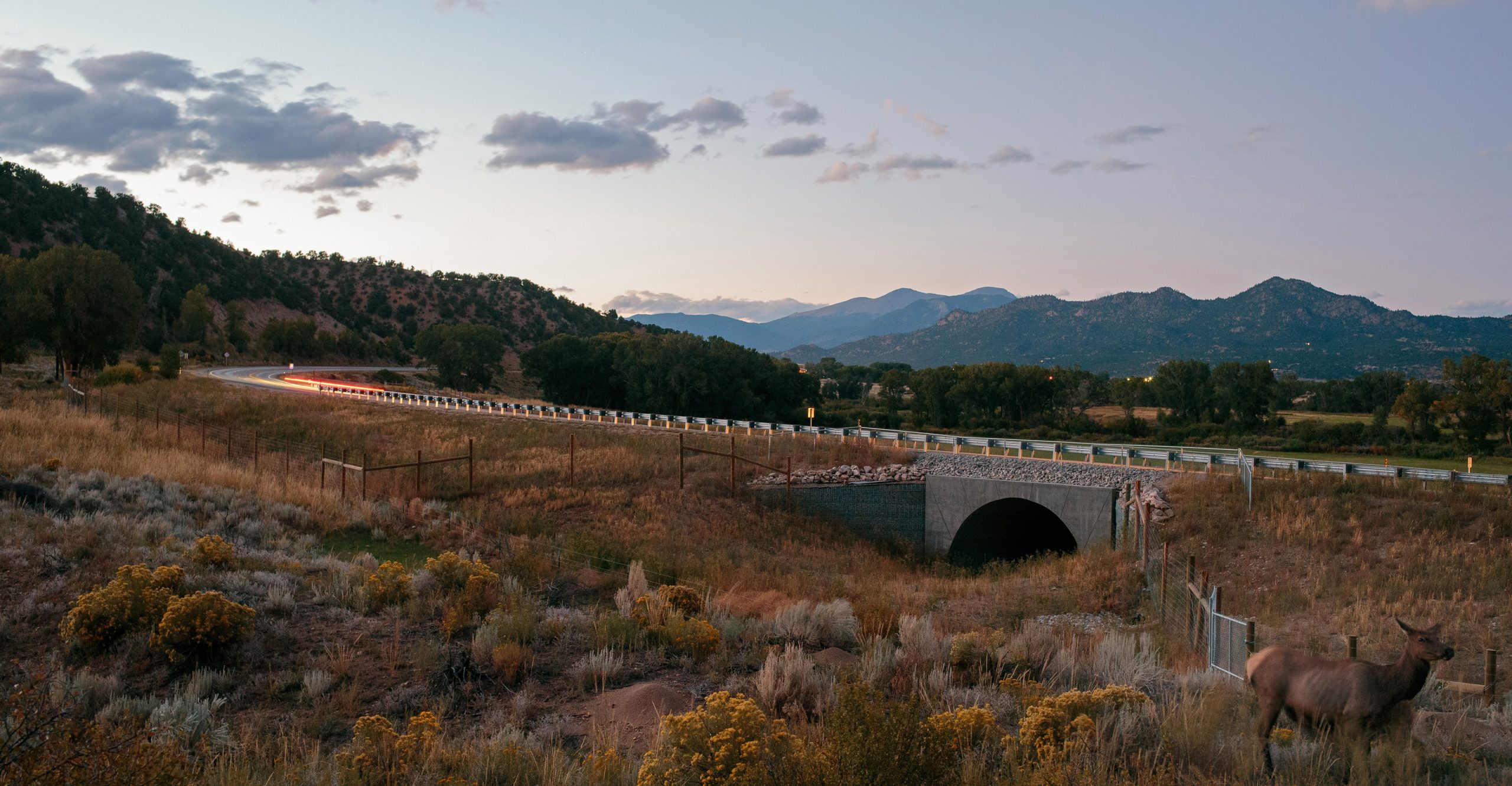 Two elk stand by the road as traffic moves over a large underground crossing structure Two elk stand by the road as traffic moves over a large underground crossing structure