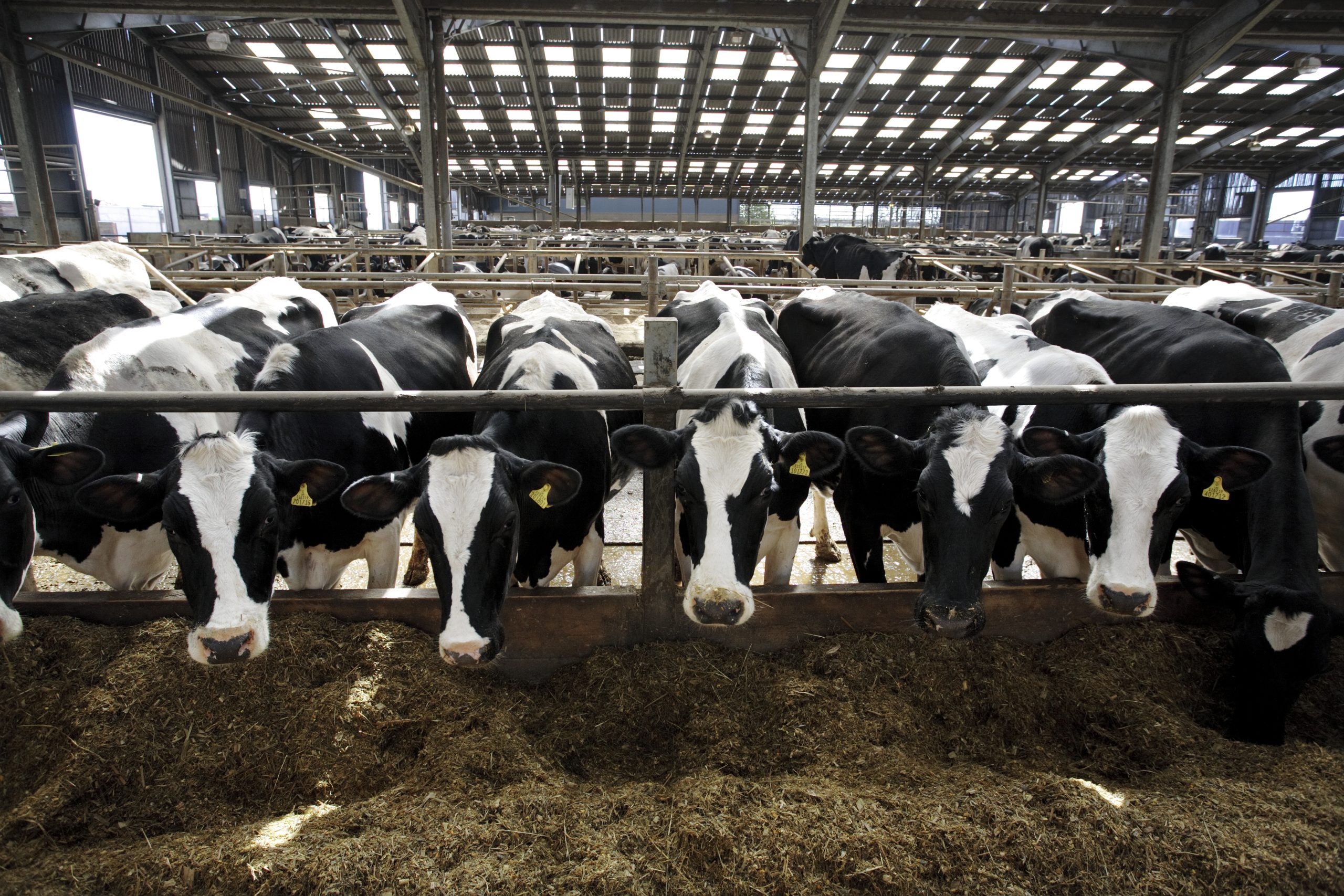 Cows lined up at an industrial dairy farm