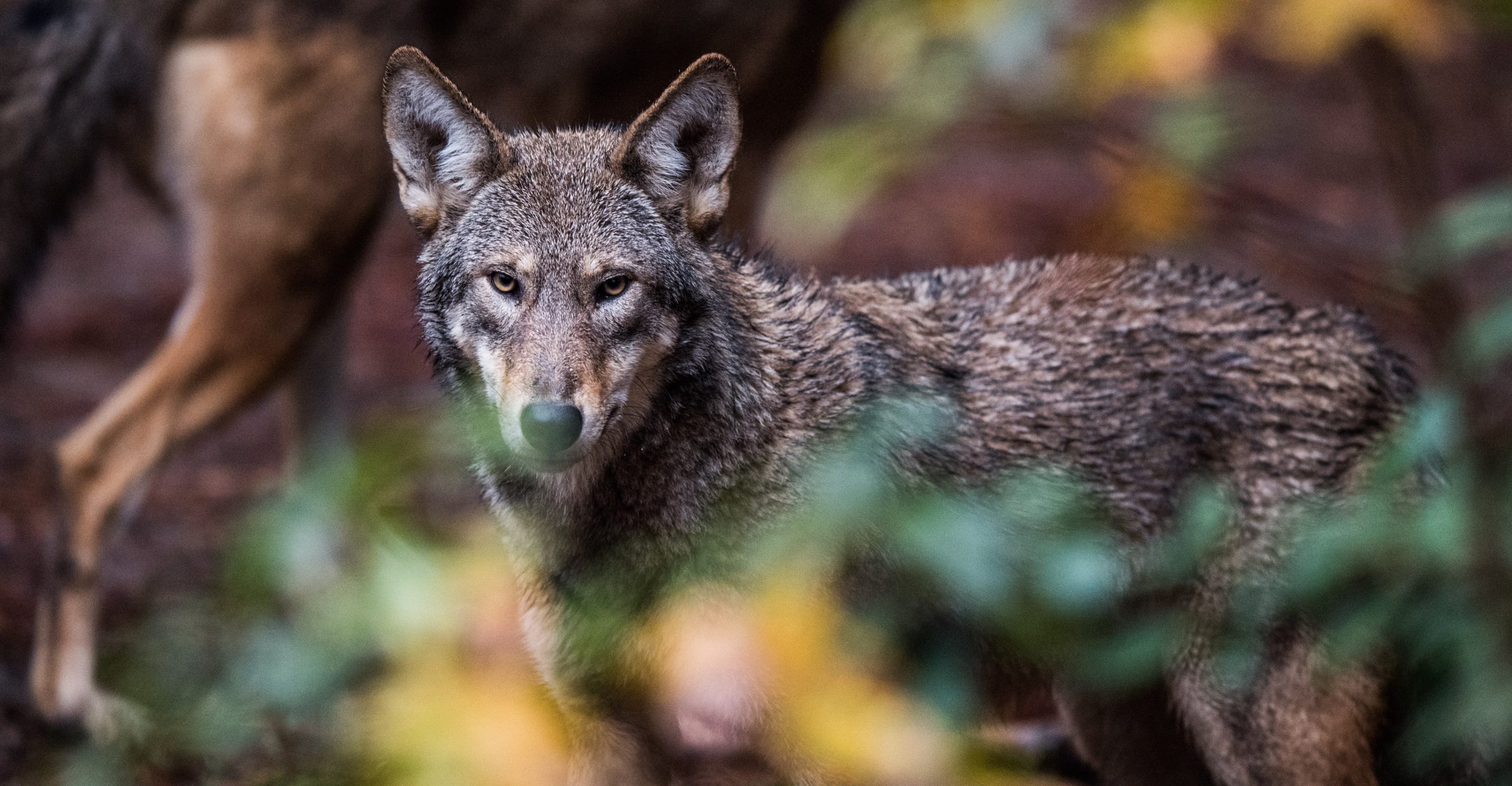 Red wolves are seen at a refuge event in Durham, North Carolina. Red wolves are seen at a refuge event in Durham, North Carolina.