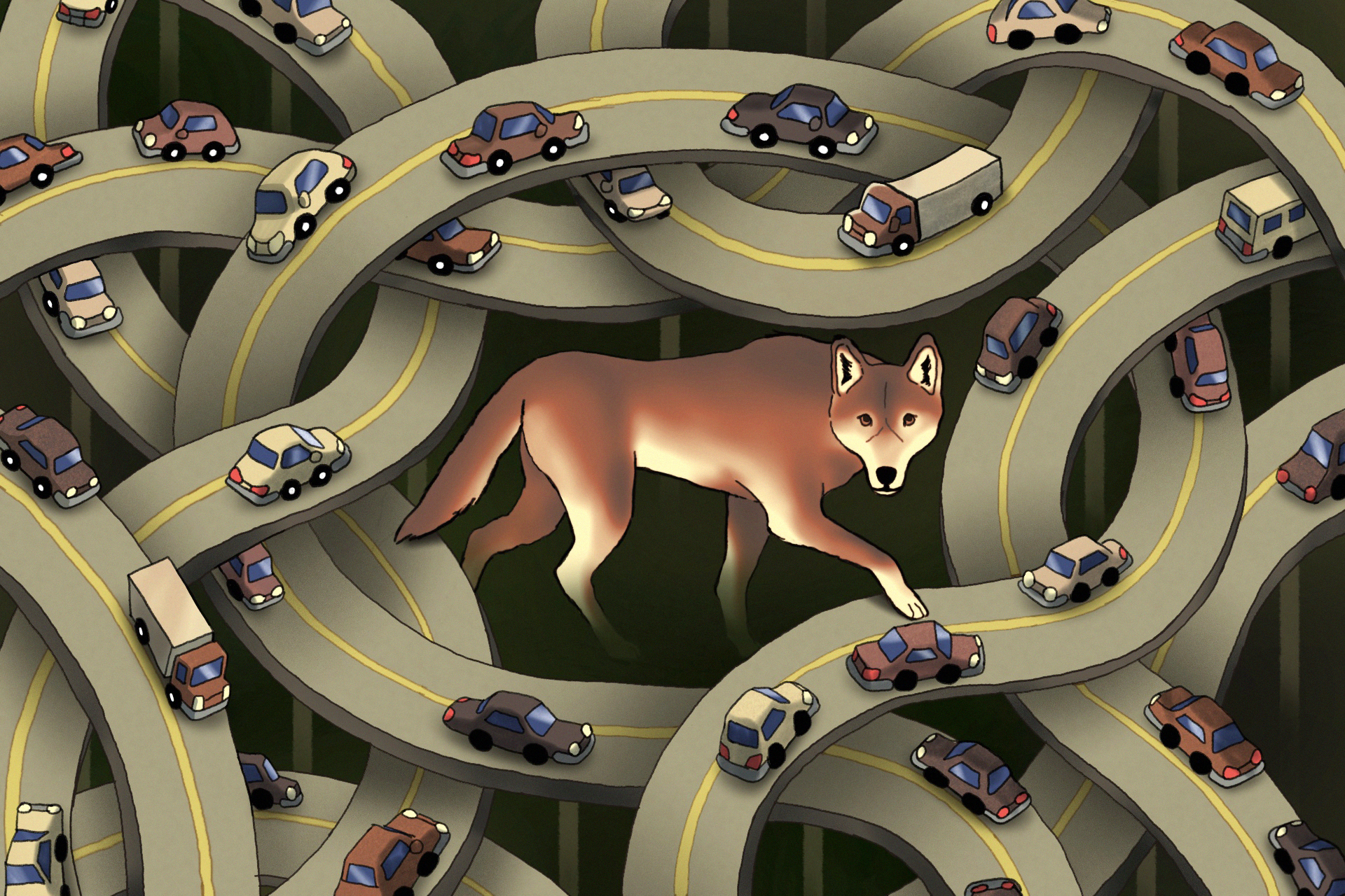 An illustration of a single red wolf, trapped by several interlacing highways.