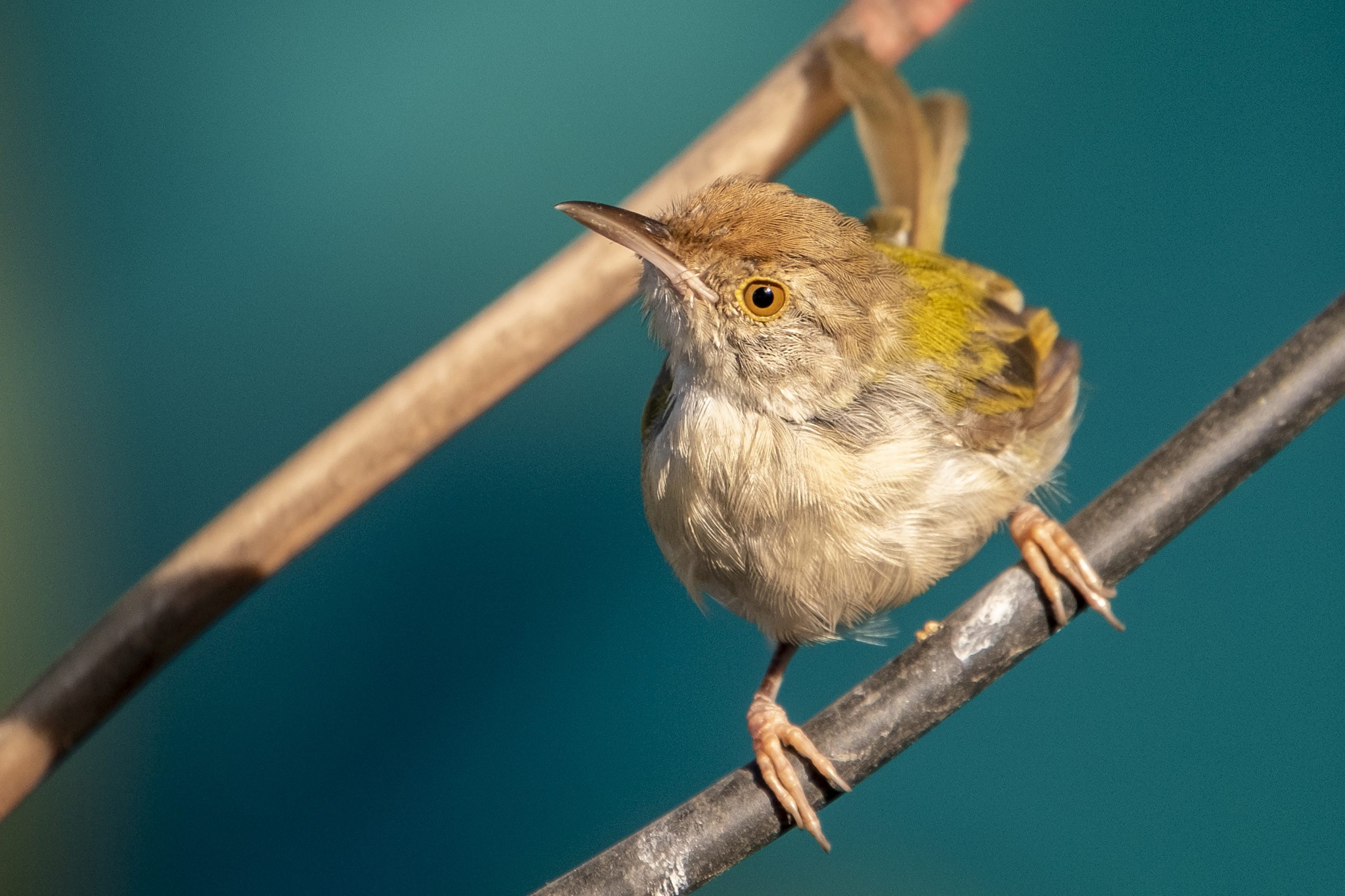 A tailorbird perched on a branch.