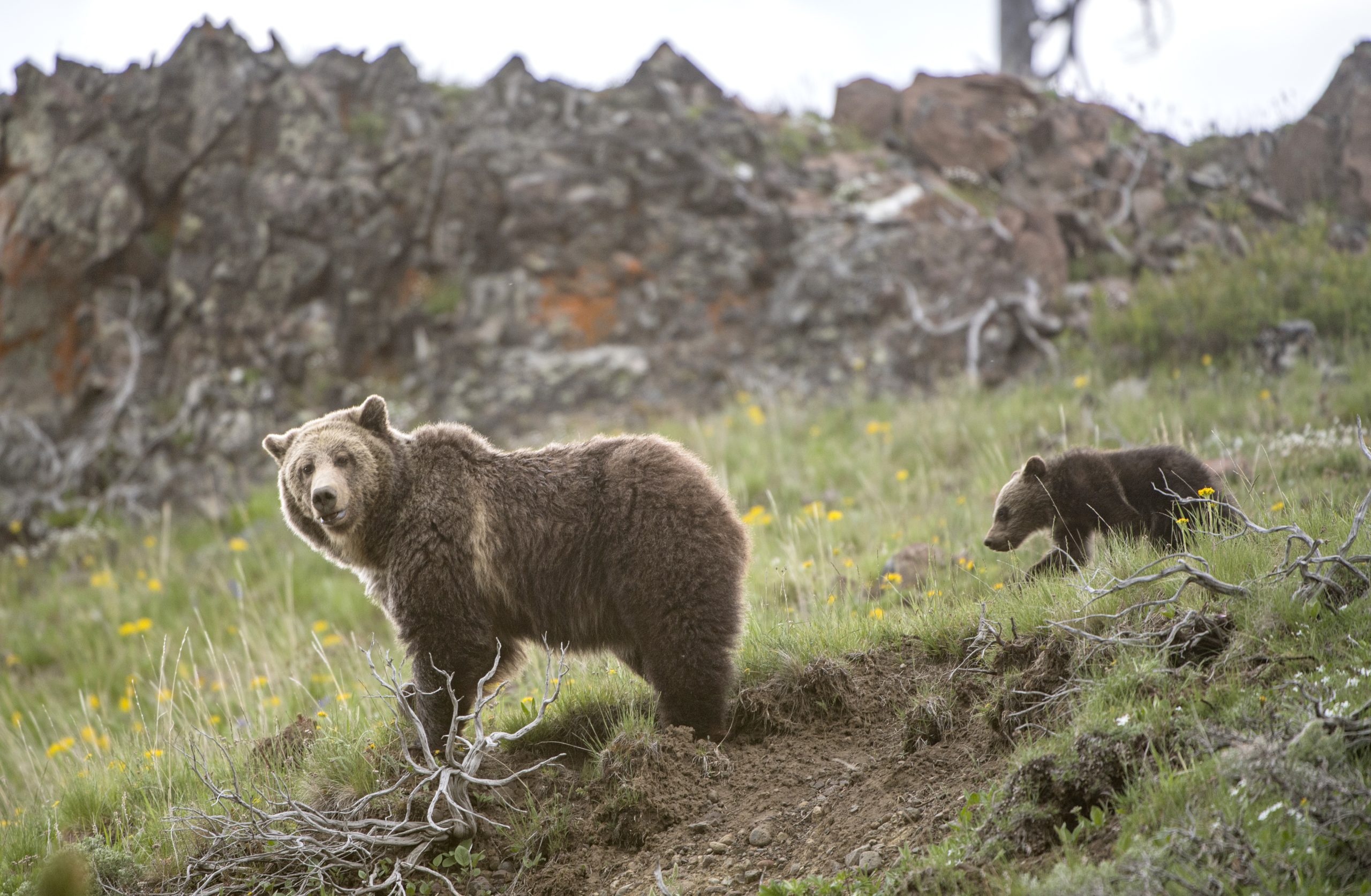 A large brown grizzly bear followed by her cub stares at the camera, pausing in the middle of a grassy slope.