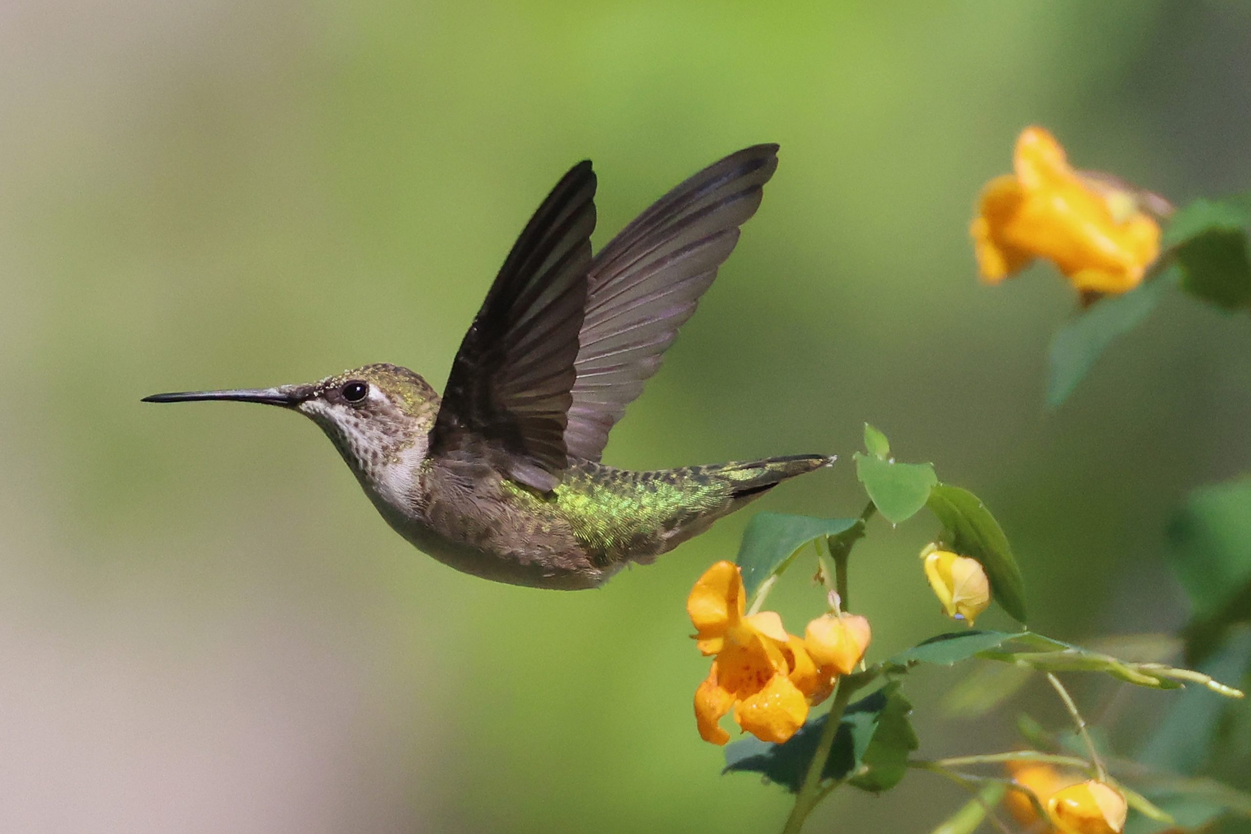 A hummingbird in Long Island, New York.