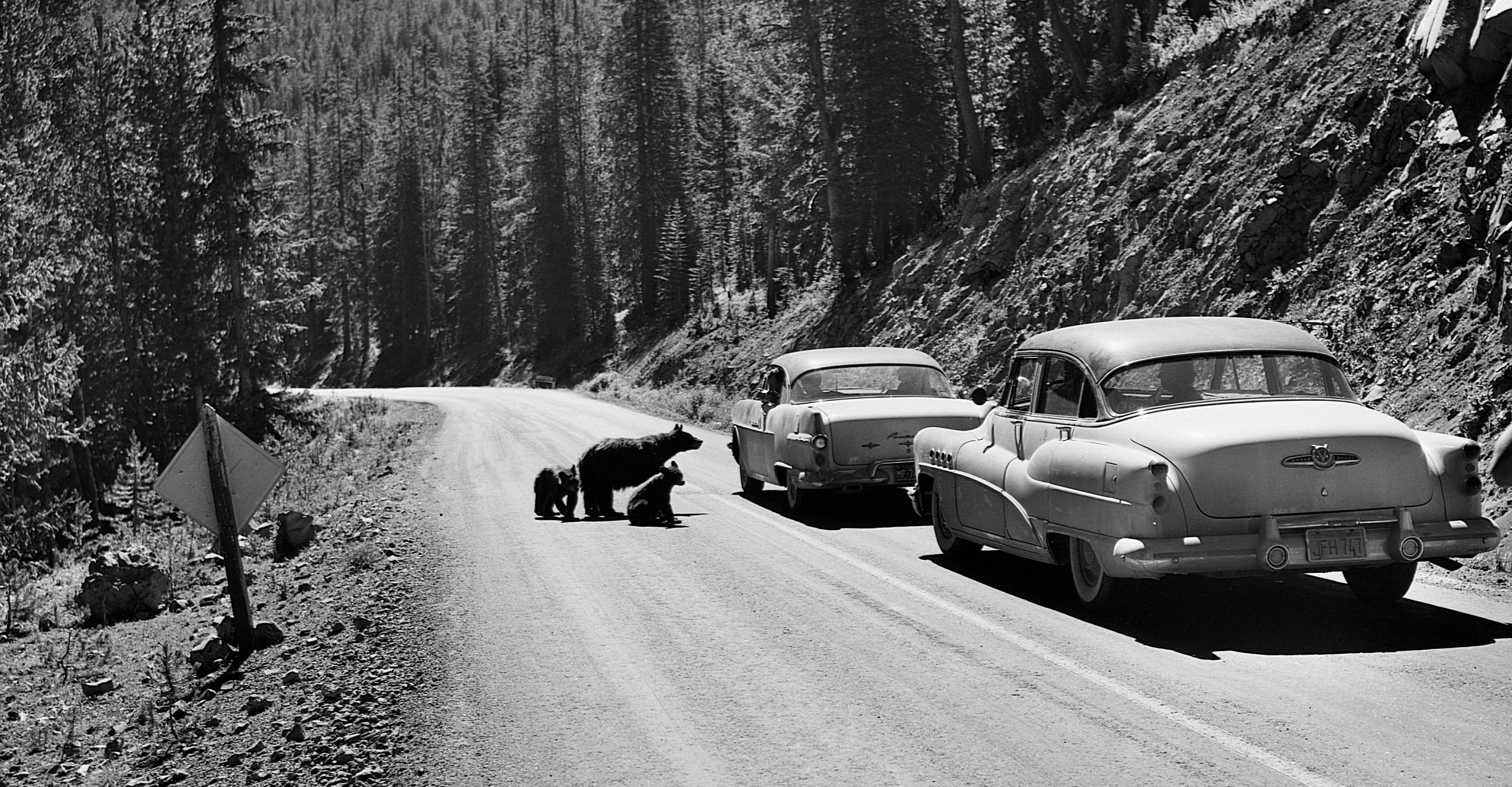 A black-and-white photo shows a dirt road through Yellowstone, with two 1950s sedans stopped on the road and a mother bear with two cubs begging at the window of the first car.