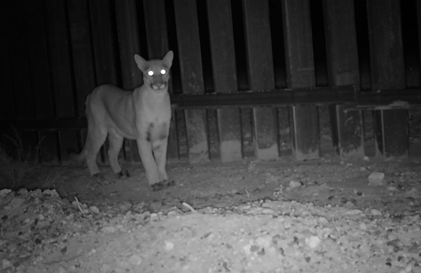 A black-and-white blurry photo of a mountain lion at night, with its eyes glowing white.