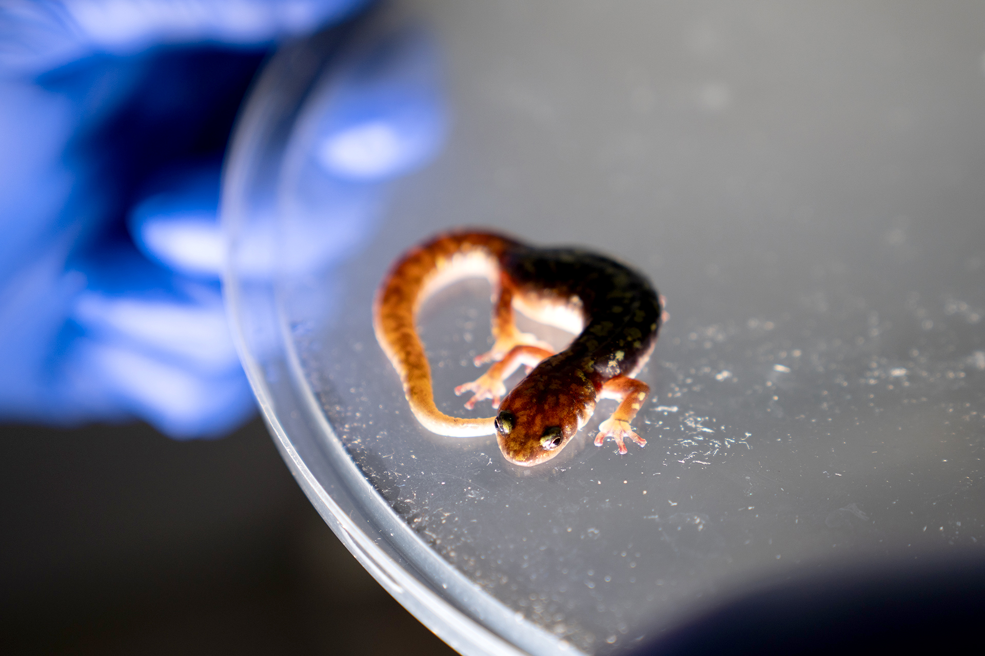 A back-lit salamander sits on top of a plastic lid being held by a blue-gloved hand.