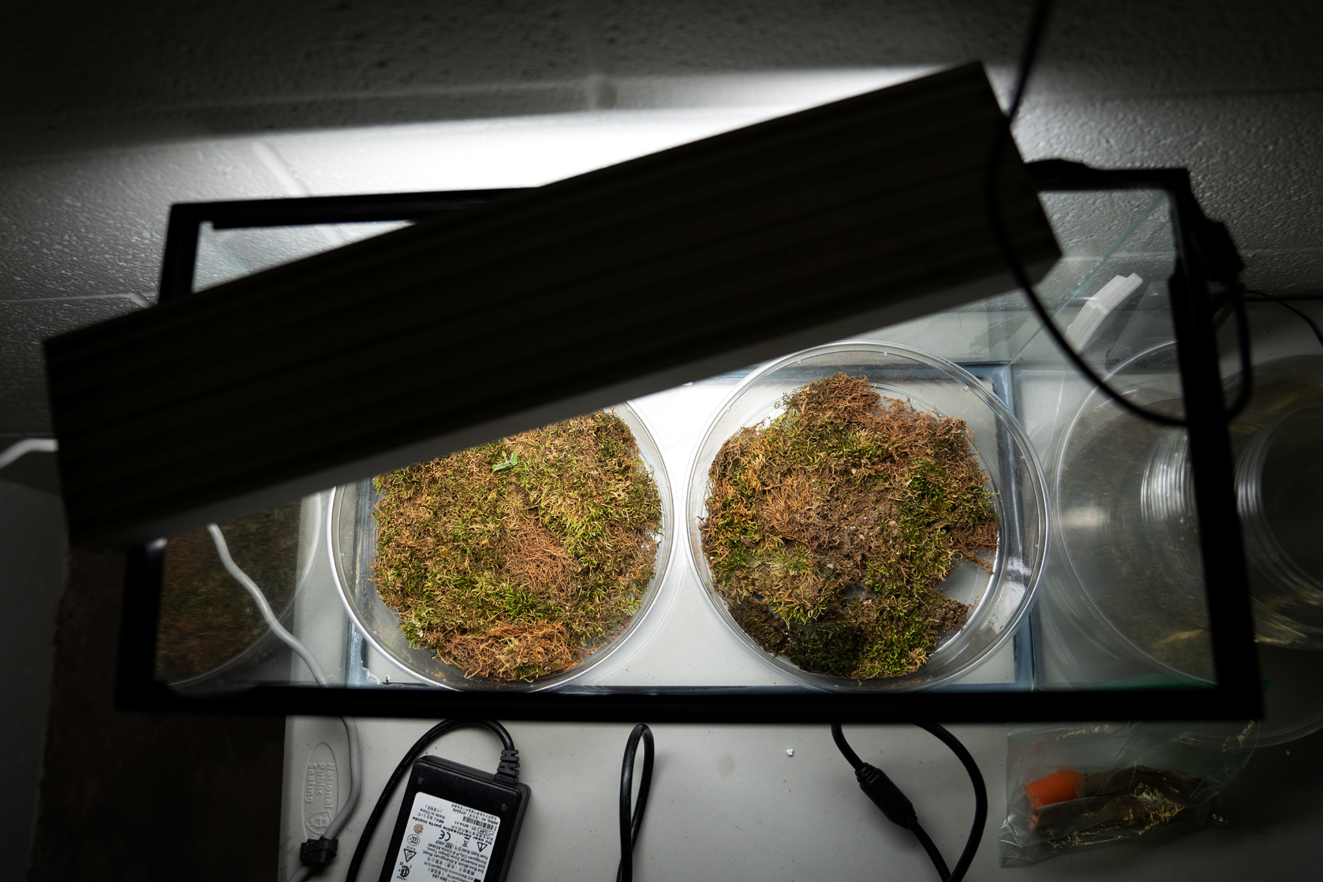 An aerial view of two moss-filled containers within a terrarium. Various tools are scattered around the table it sits on.