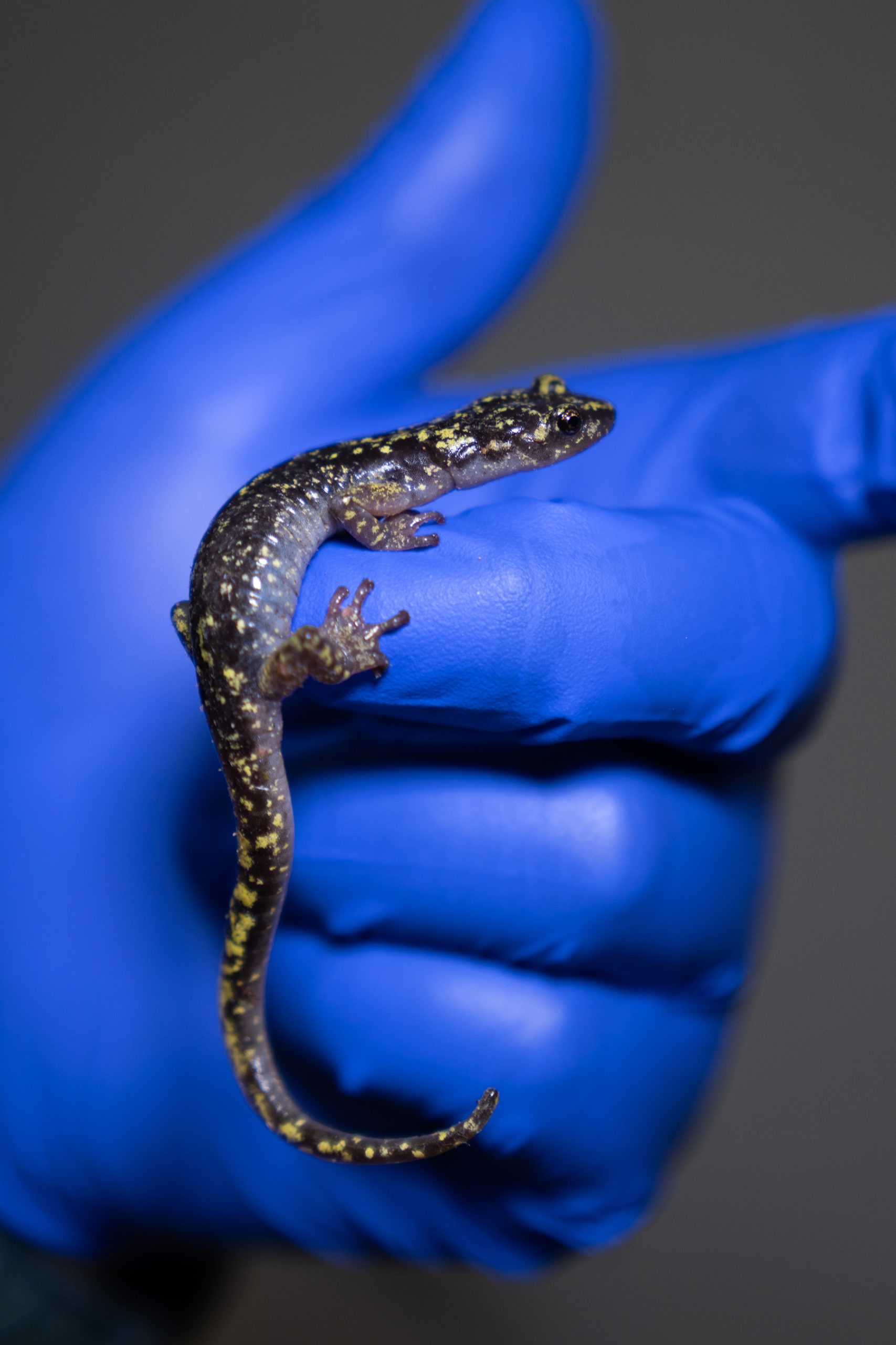 A black salamander with green speckles clings onto a blue-gloved hand.