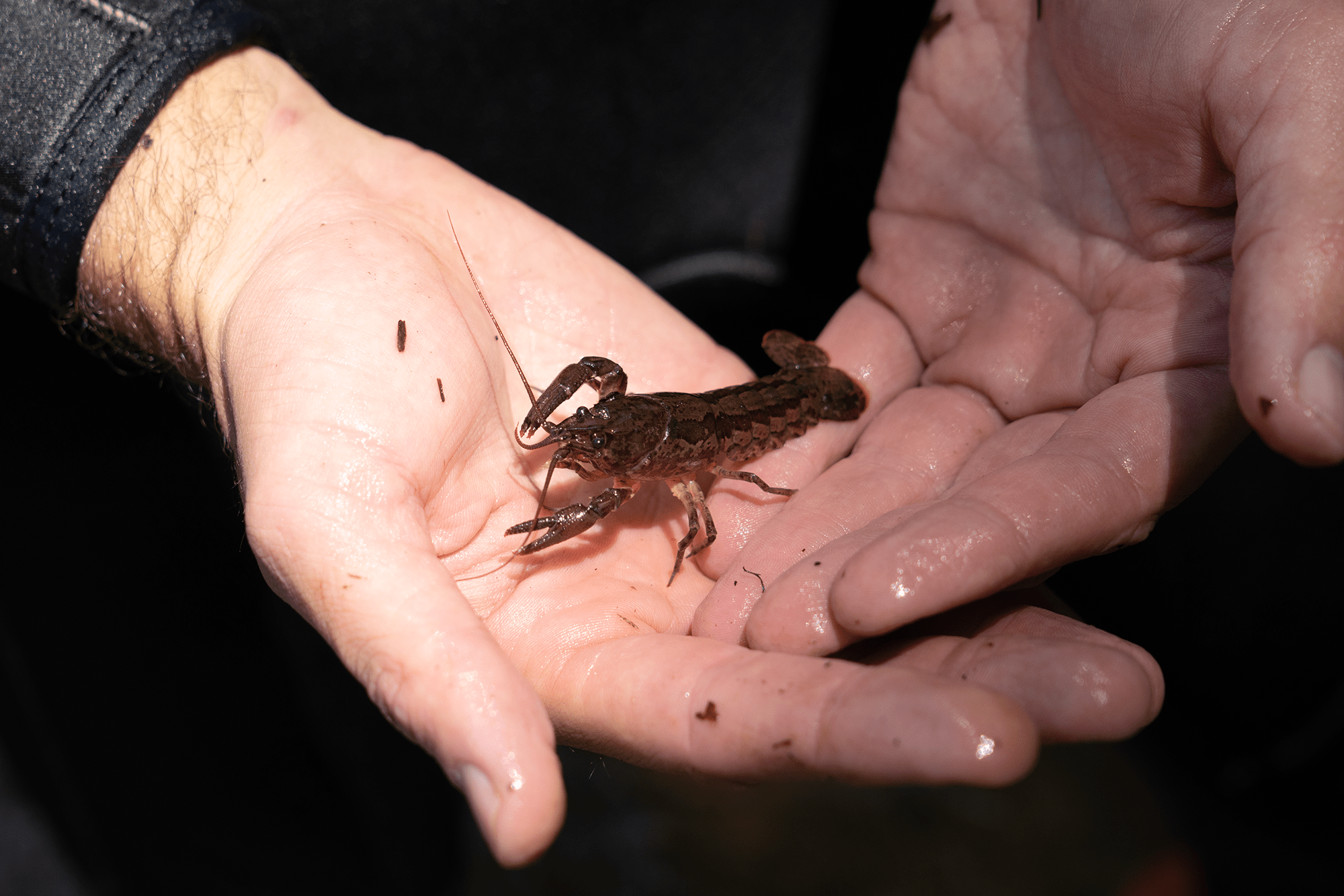 Two hands cradling a crayfish