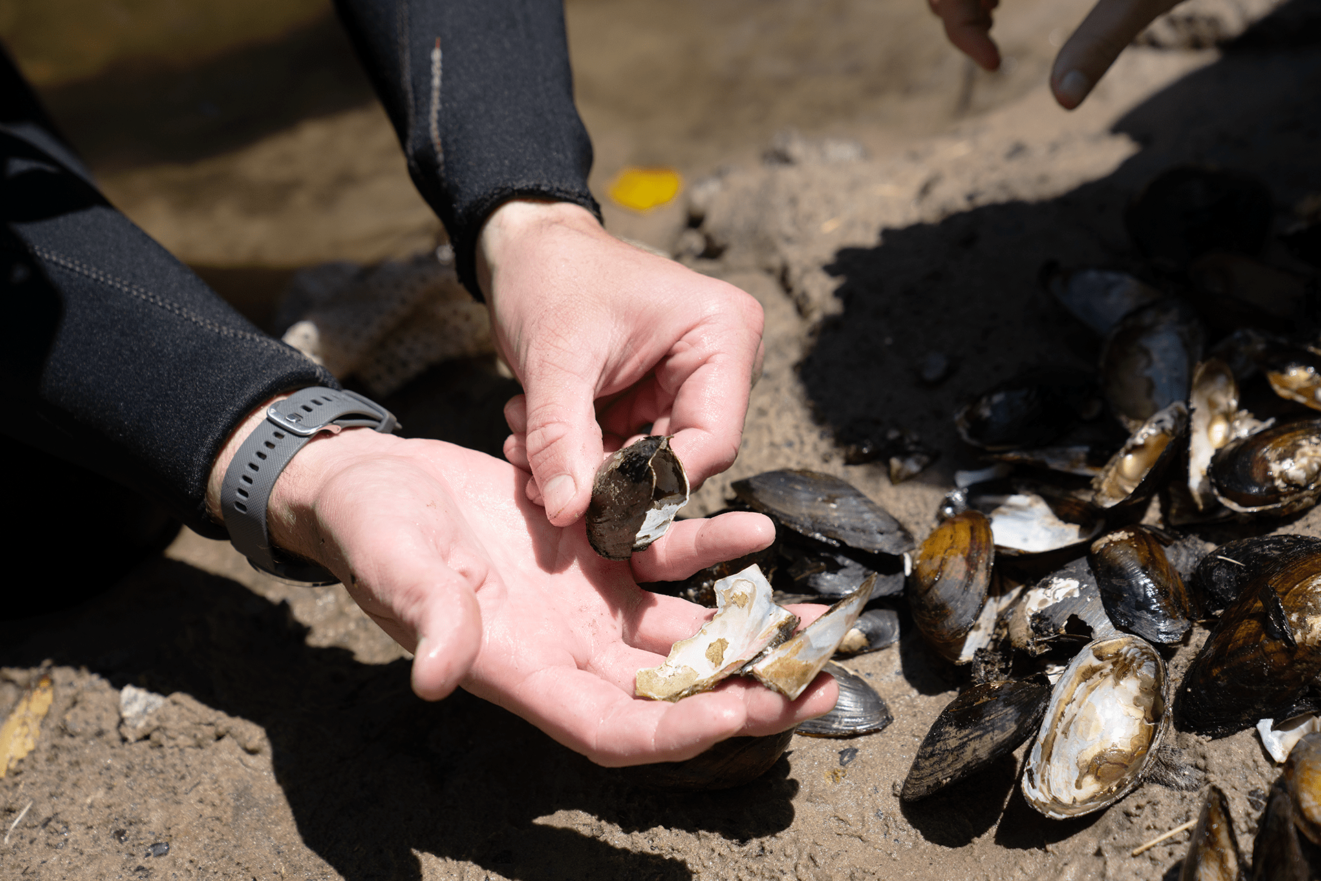 mussels laying, broken on land; two of which are being held in someone’s hands
