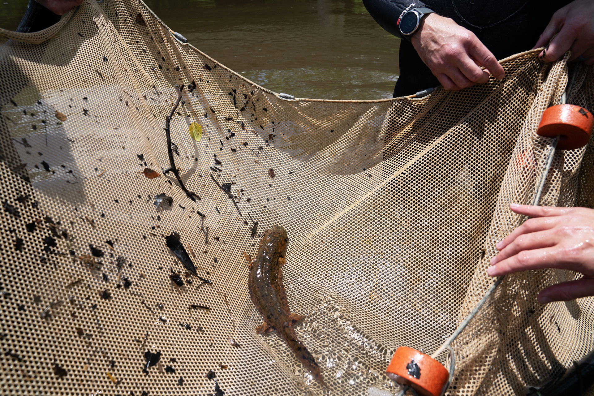 A hellbender on a wide net being held by several people over a river