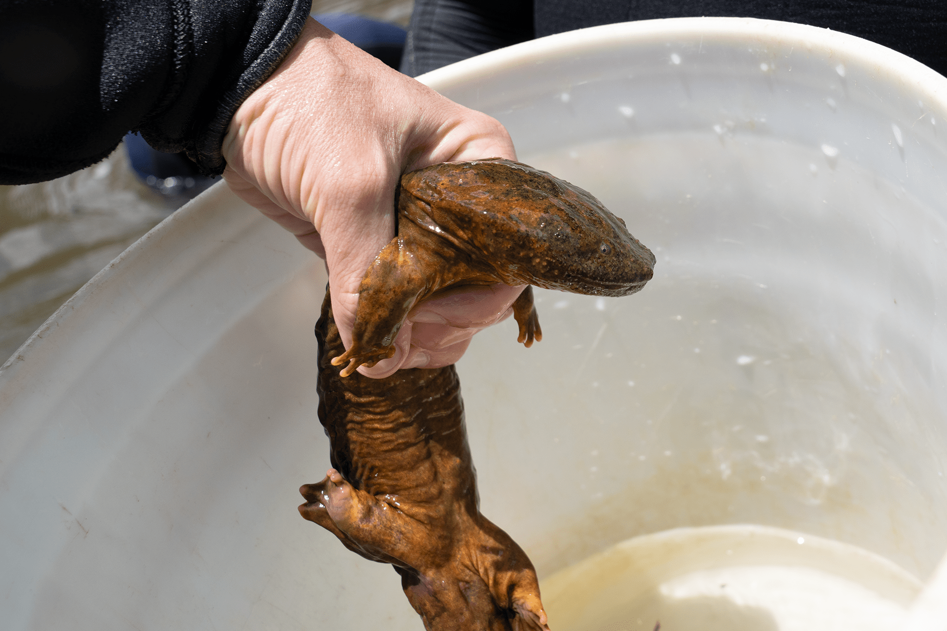 A hellbender being held over a white bucket