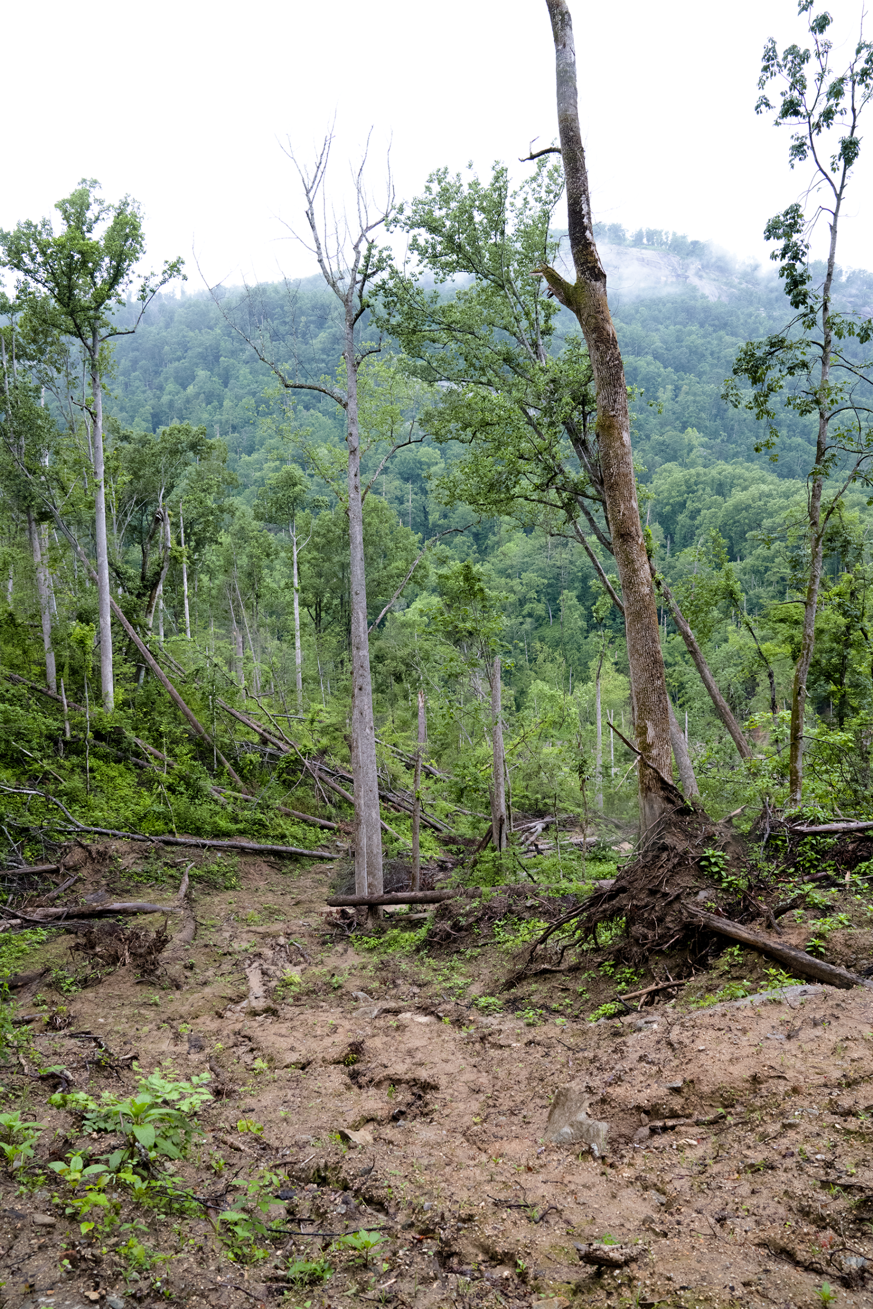 A forest edge which is muddy and severely damaged by a storm. A central tree has exposed roots and no leaves.