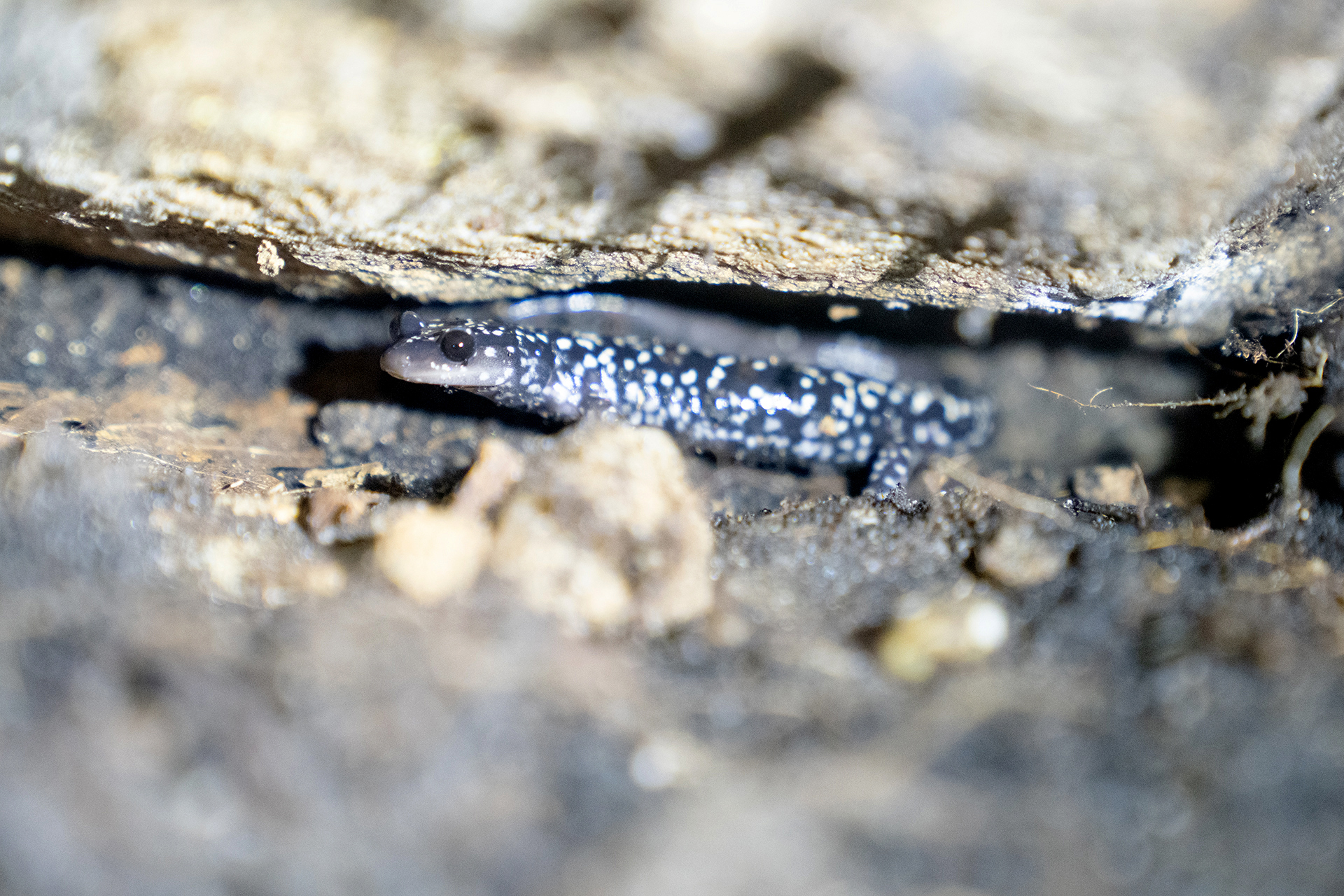 A black salamander with blue spots is seen deep in the crevice of a rock.