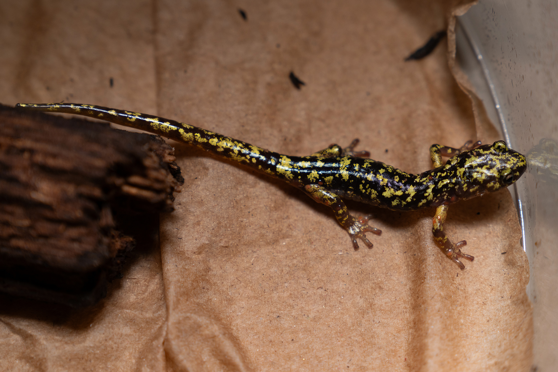 A black salamander with green spots stands on brown paper within a container.