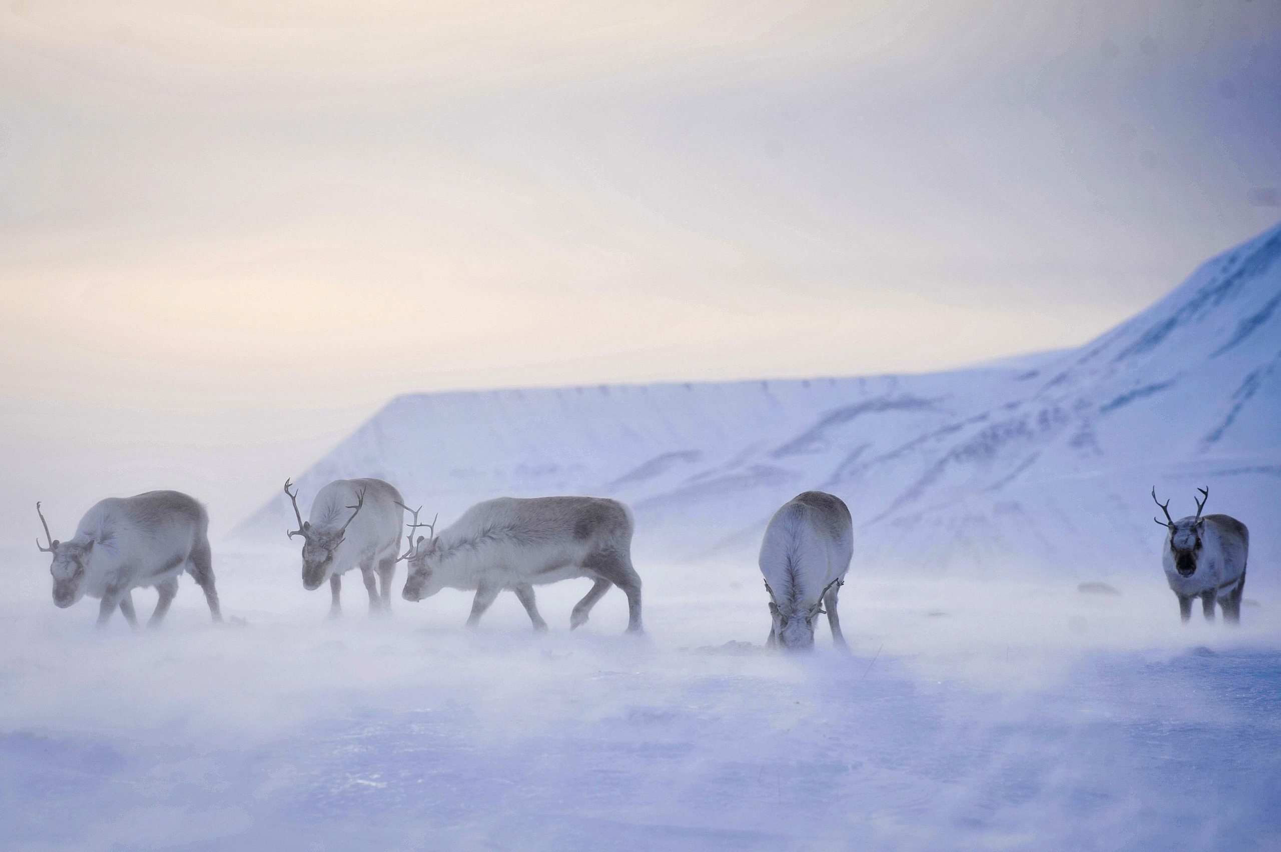 A group of reindeer with antlers in the snowy Arctic tundra with a view of mountains in the background.