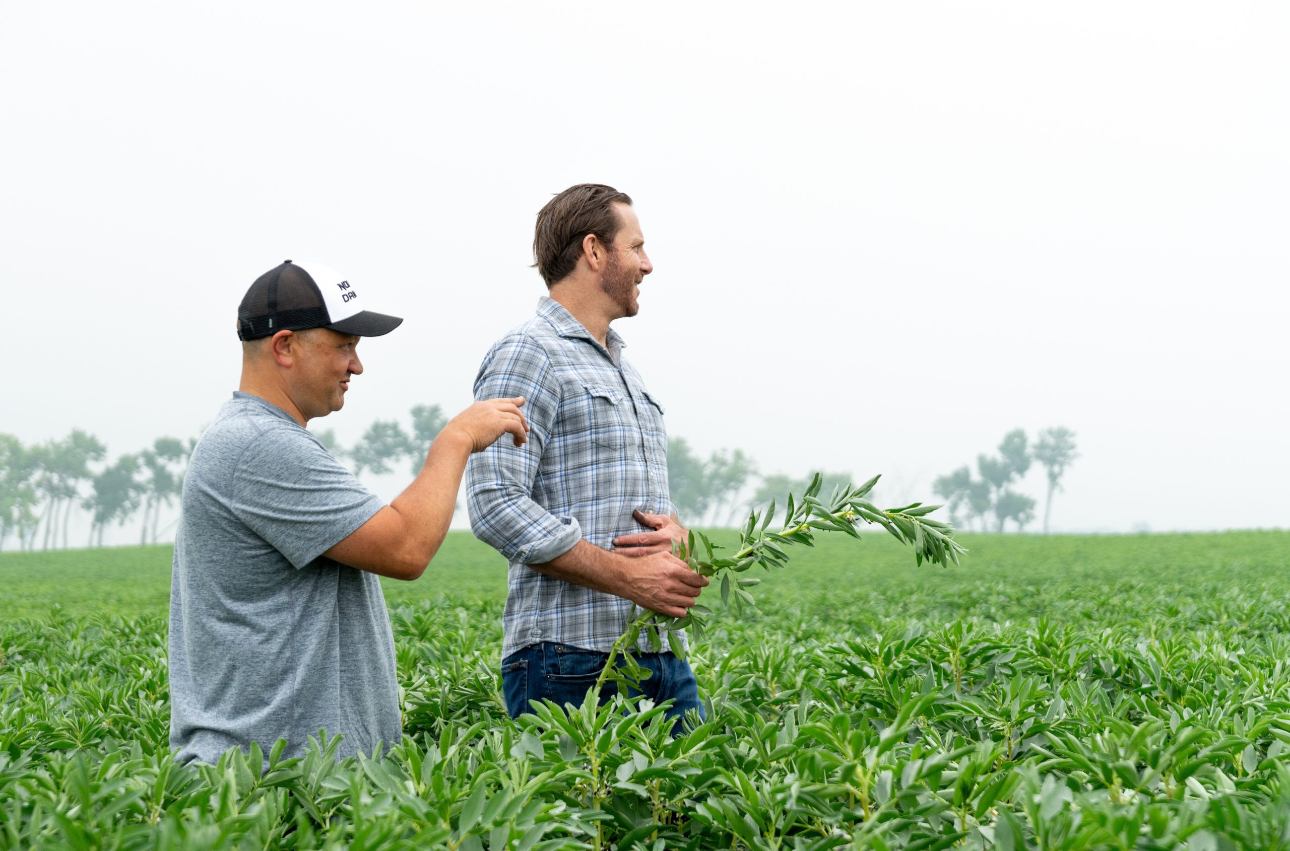 Two men standing in a field of faba bean crops. 