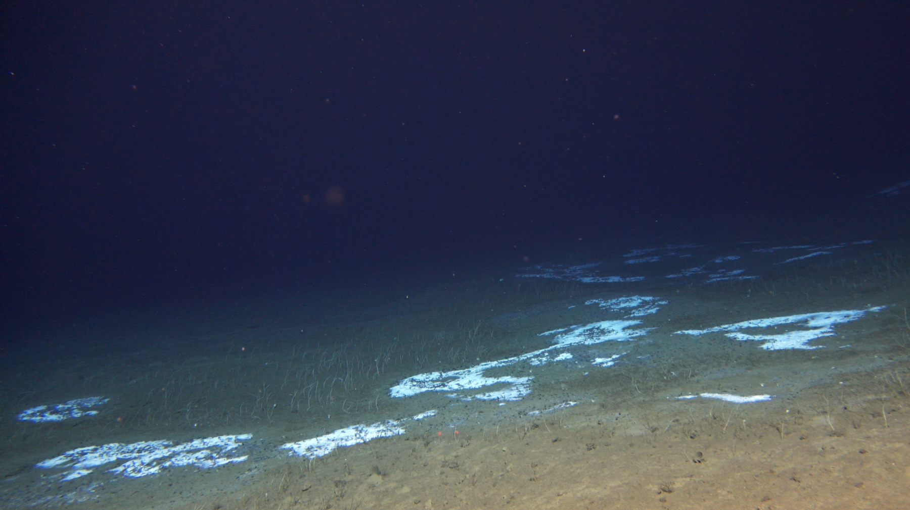 Collections of microbes at the bottom of a trench in the Pacific Ocean.