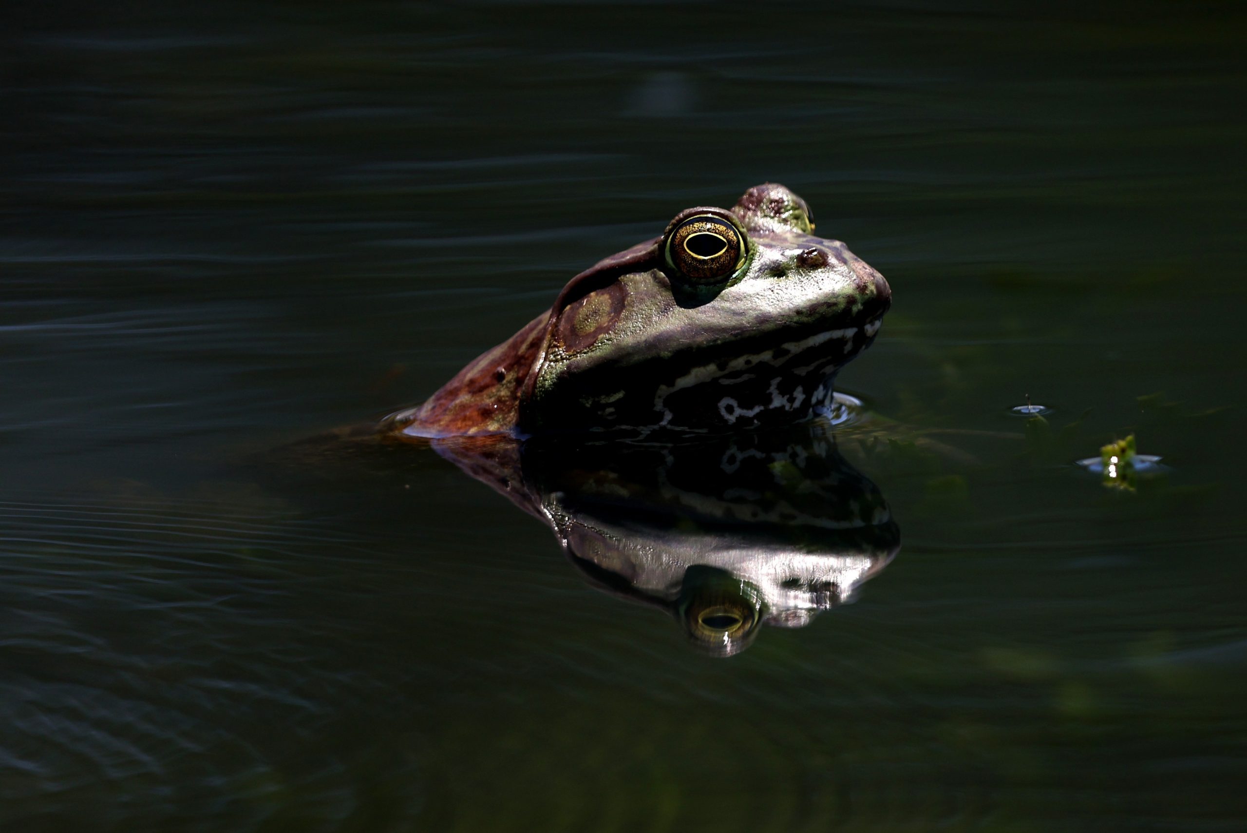An American bullfrog sticks its head out of the water, showcasing its large mouth and striking eyes. An American bullfrog sticks its head out of the water, showcasing its large mouth and striking eyes.