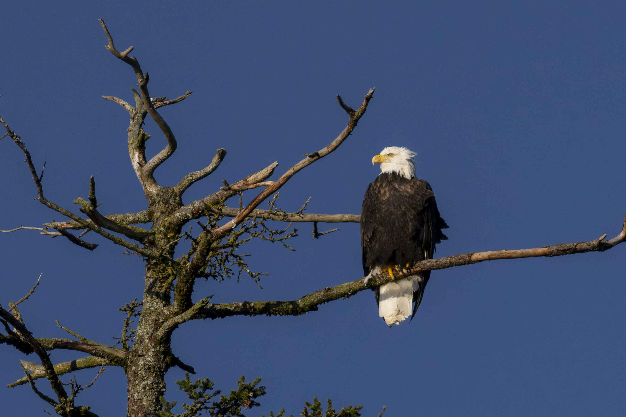 A bald eagle perched on a tree in Seward, Alaska