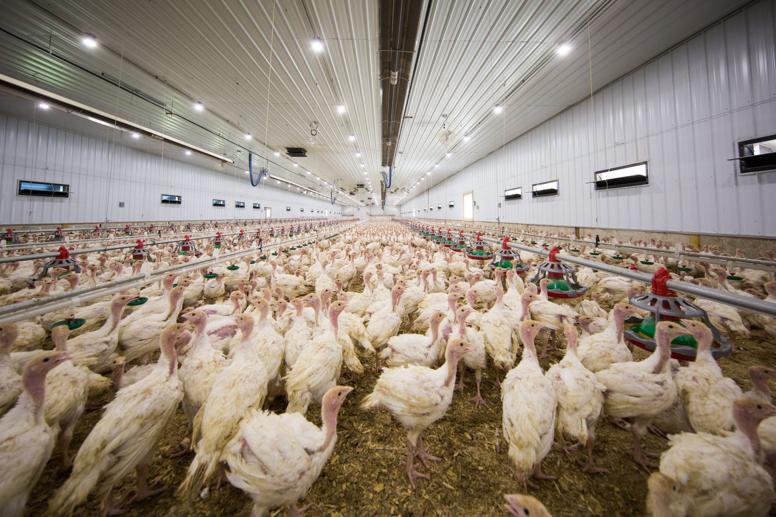 A brightly lit, large, and overcrowded turkey barn.