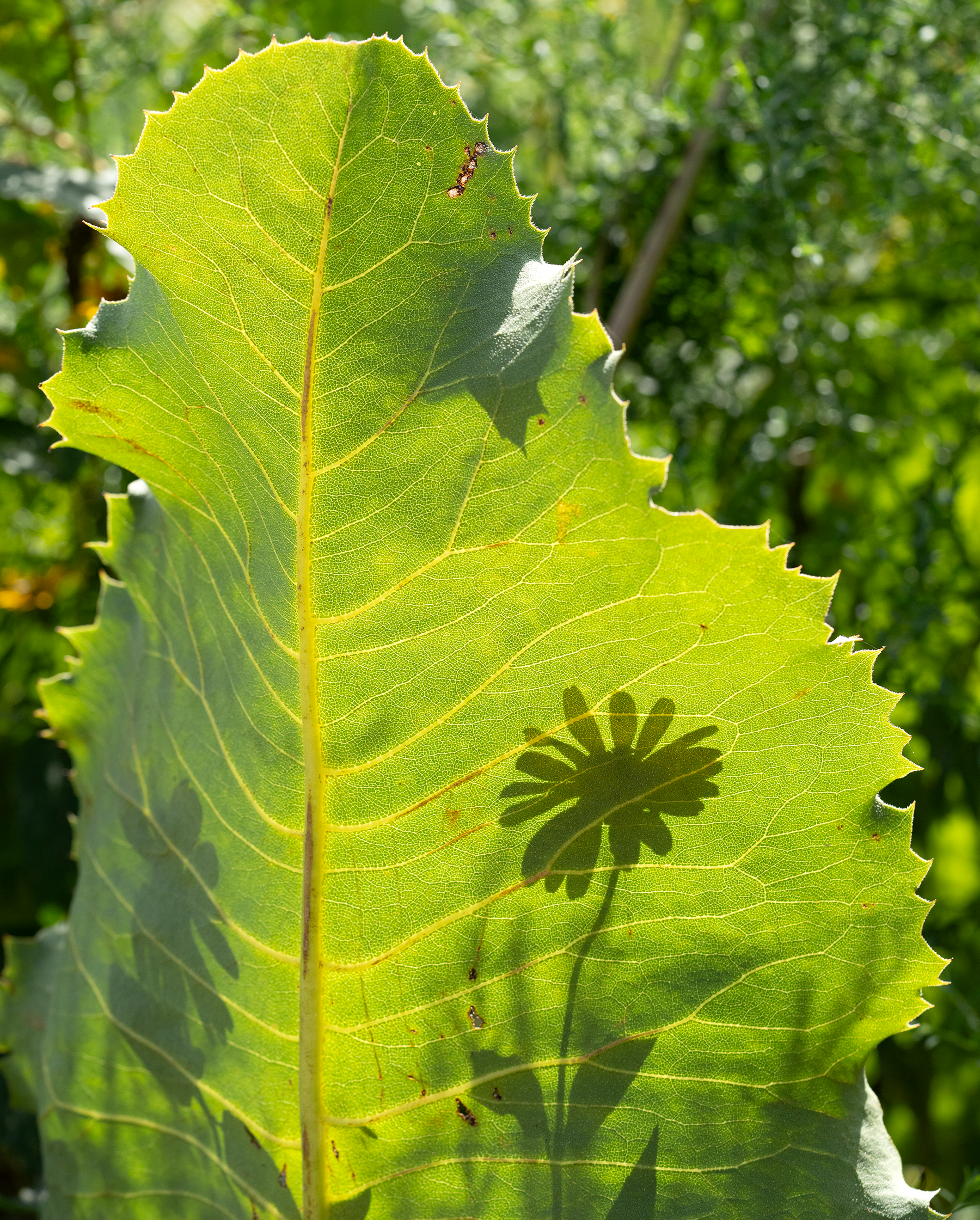 A large leaf frames the shadow of a native wildflower.