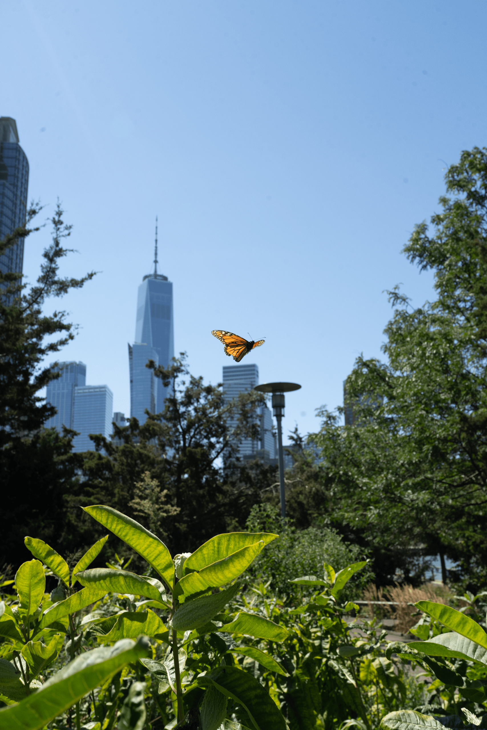 A monarch flutters over a small field of common milkweed plants