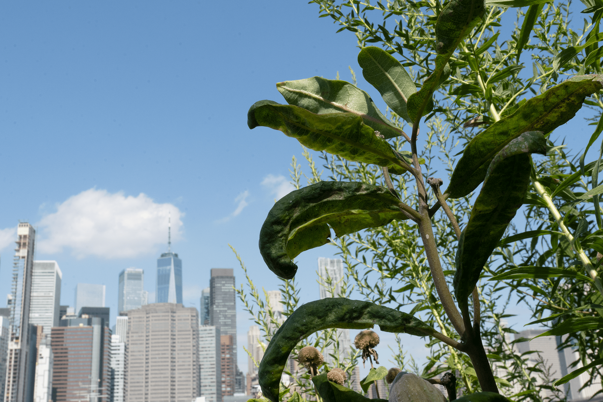 A milkweed plant growing in front of the Manhattan skyline