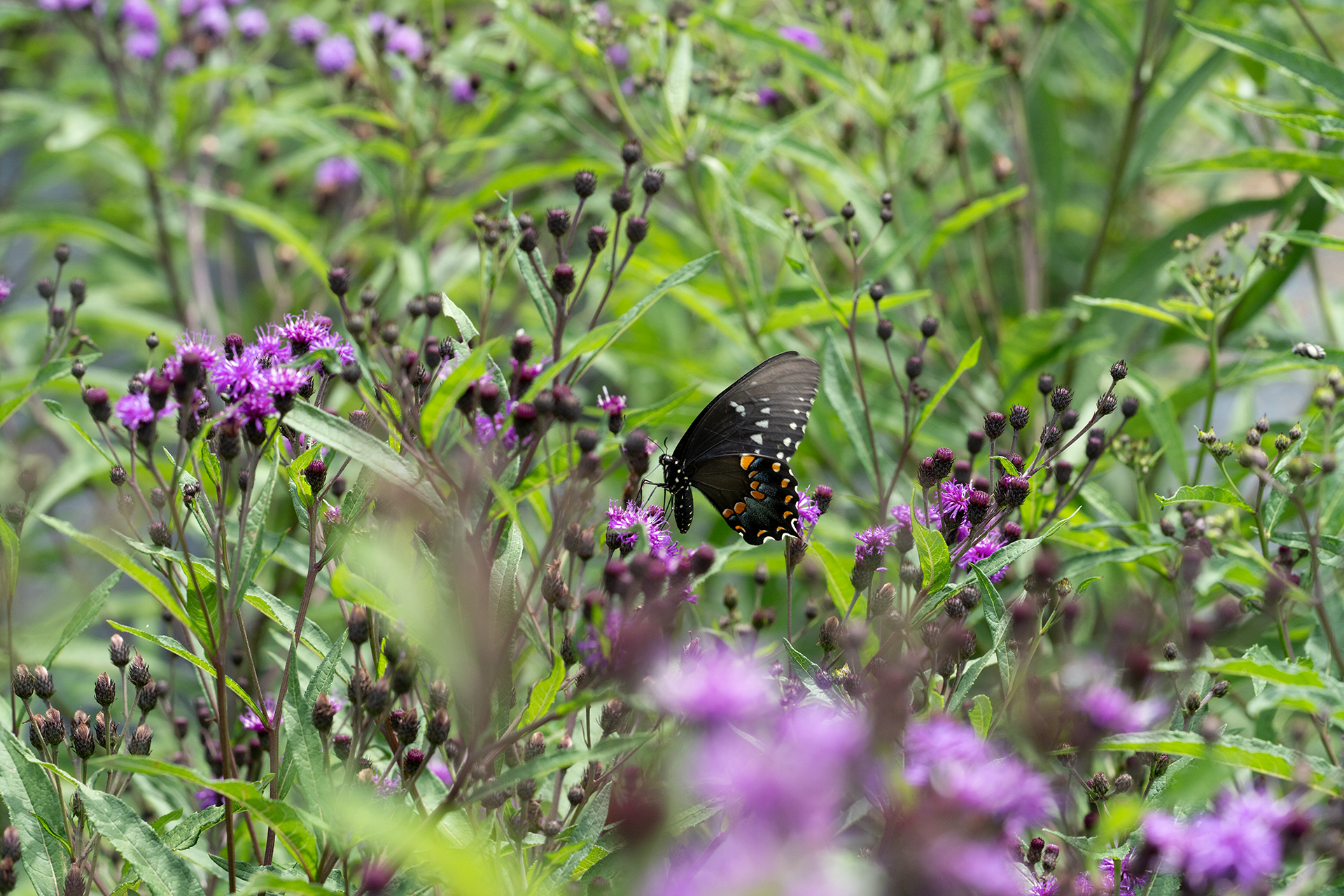 A spicebush swallowtail butterfly in a field of ironweed flowers