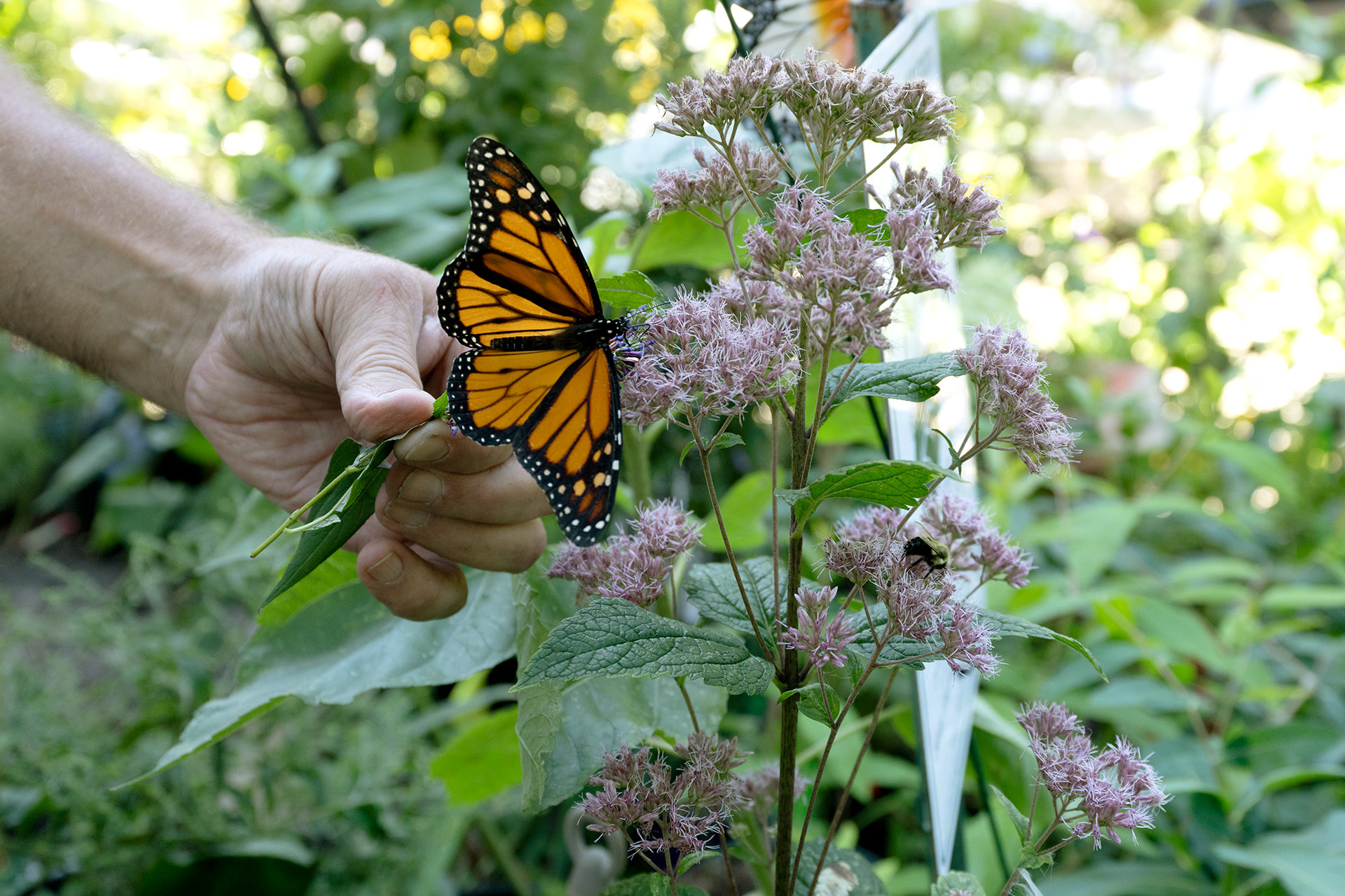 A freshly emerged monarch