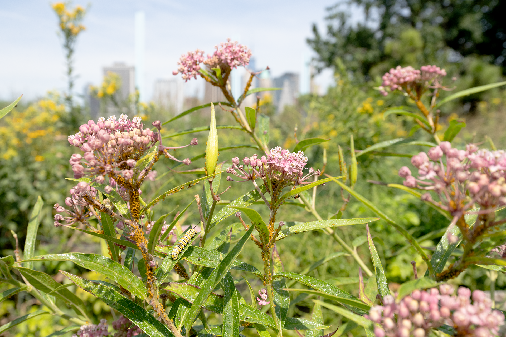 A monarch caterpillar on a swamp milkweed plant