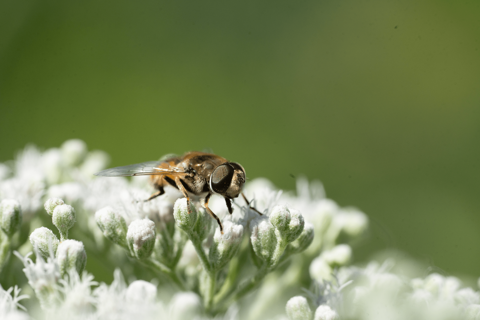 A nonnative Eurasian drone fly on a boneset flower.