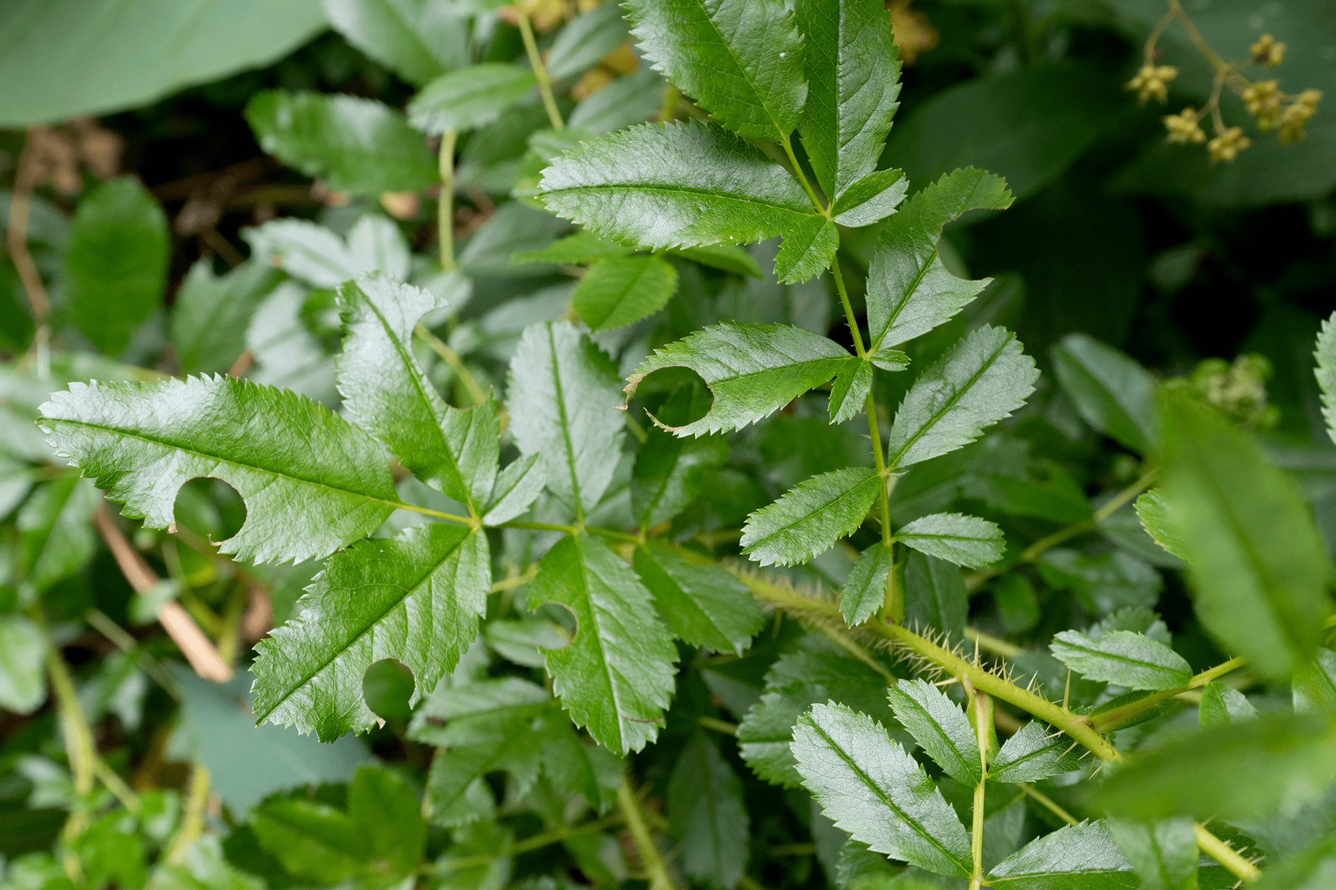 Holes in leaves left by leaf-cutter bees.