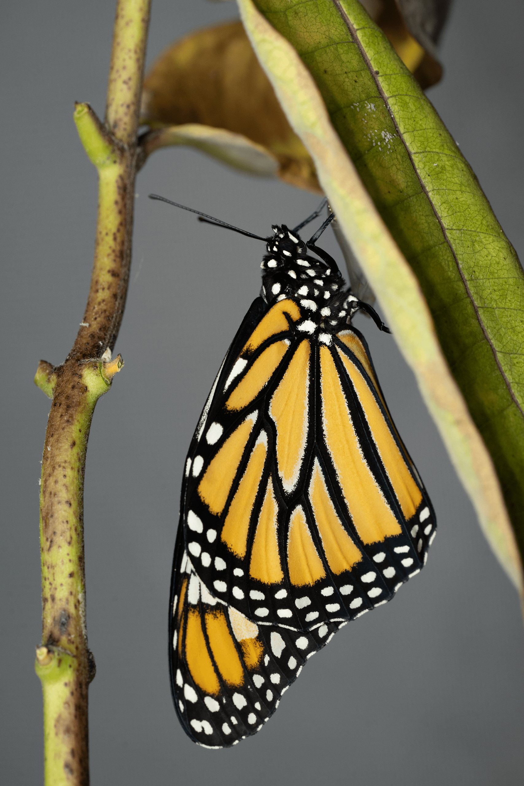 A monarch butterfly after it emerged from her chrysalis