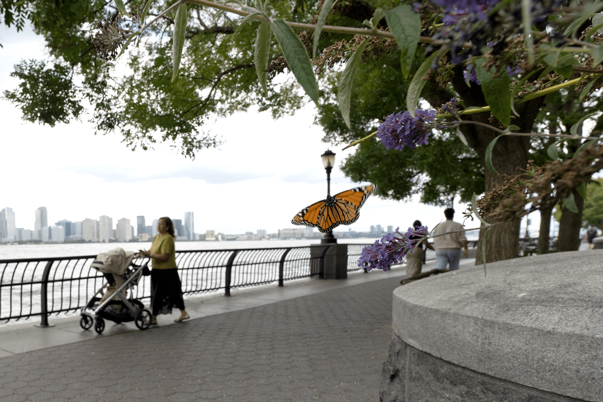 An orange and black monarch butterfly flying along the waterfront
